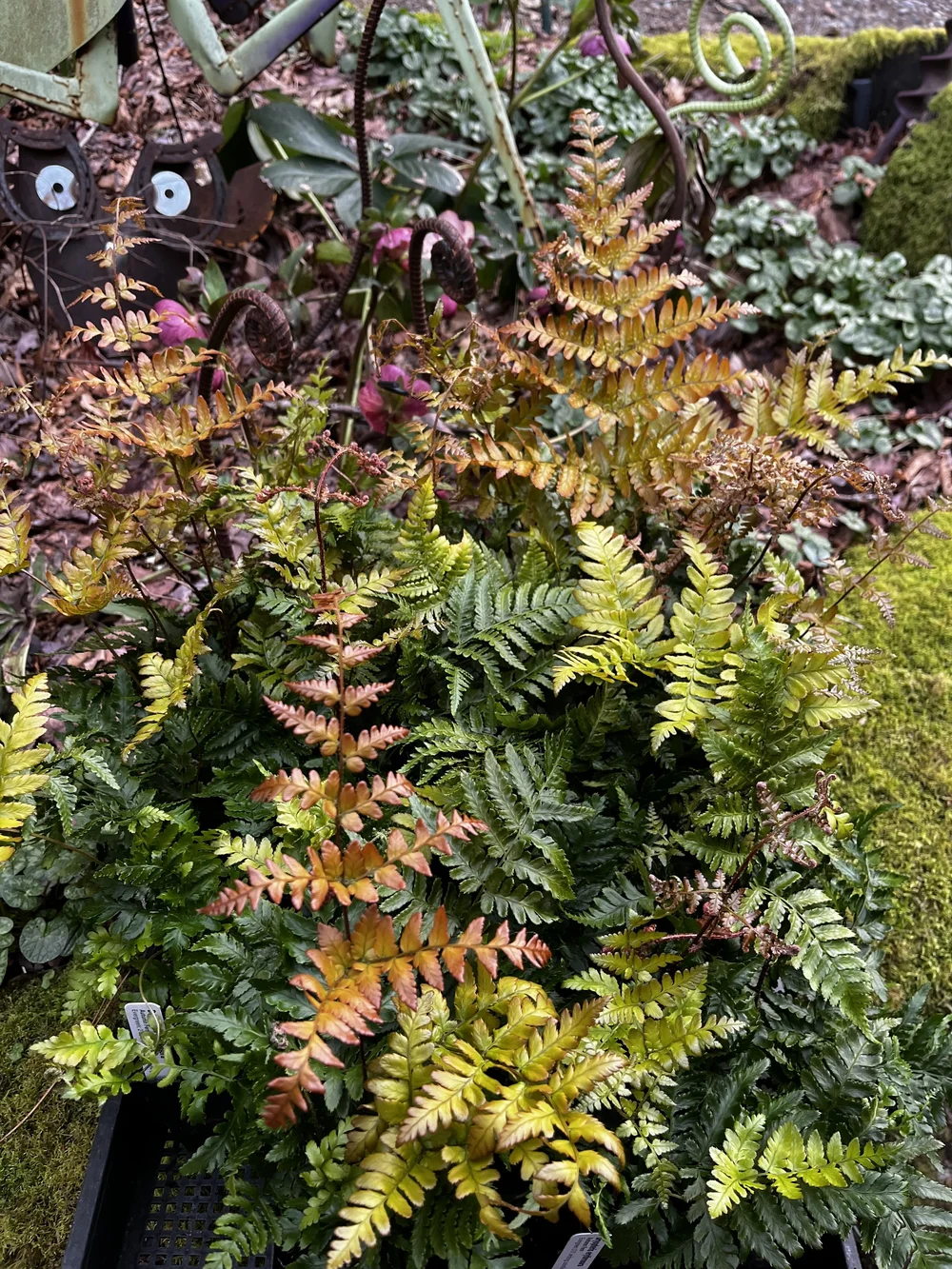 Red Coloured Ferns