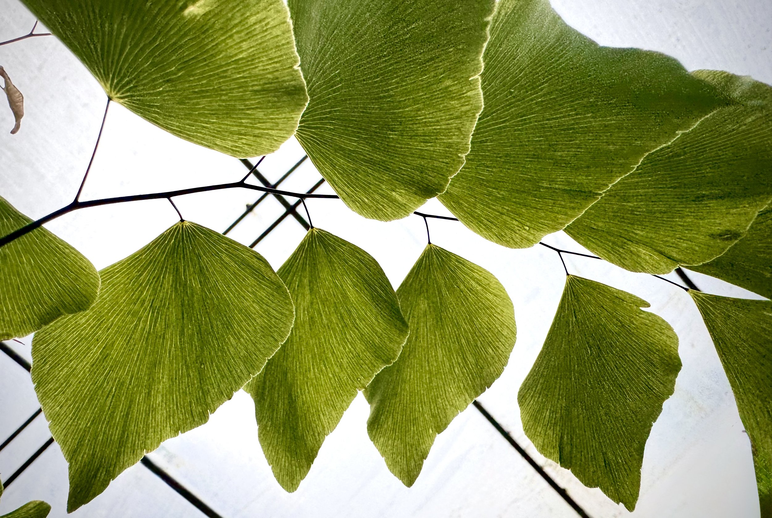 Adiantum peruvianum (5).jpeg