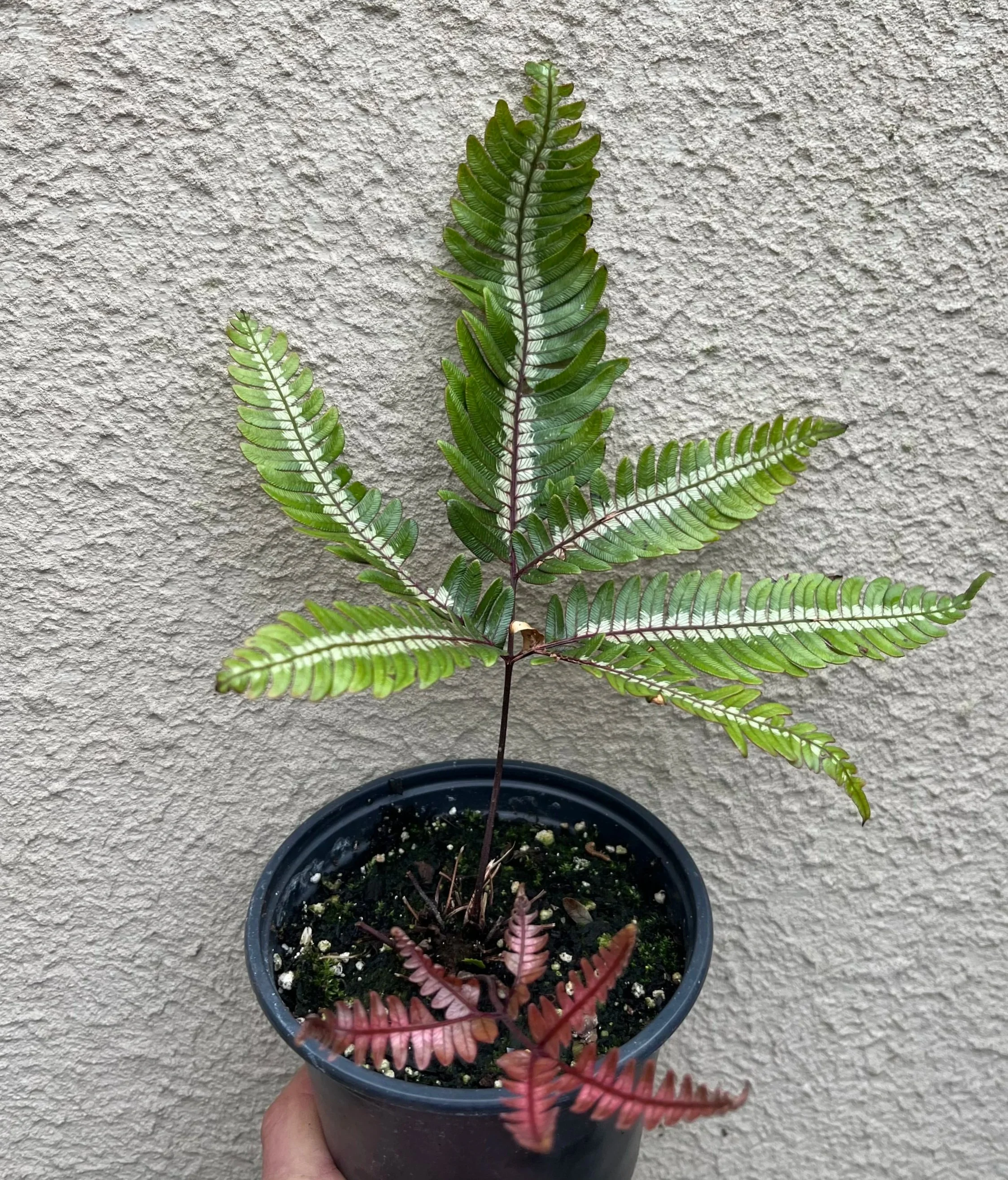Pteris+aspericaulis+var.+tricolor+%283%29.jpg