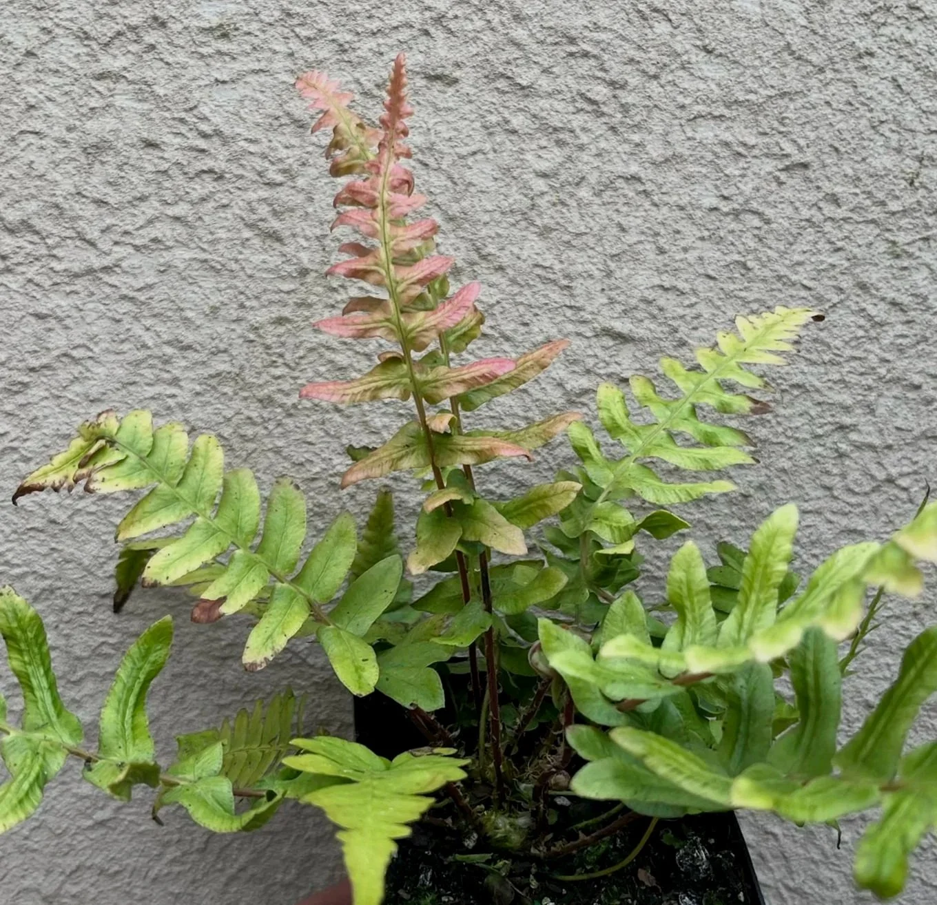 Blechnum%2Boccidentale%2B%25283%2529.jpg