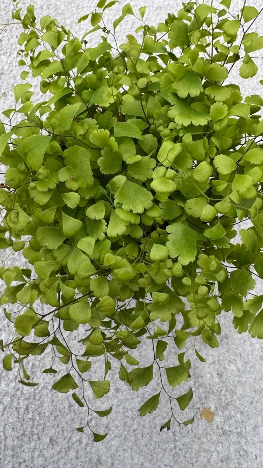 coriander leaves plant Cilantro – Everleaf main image 0