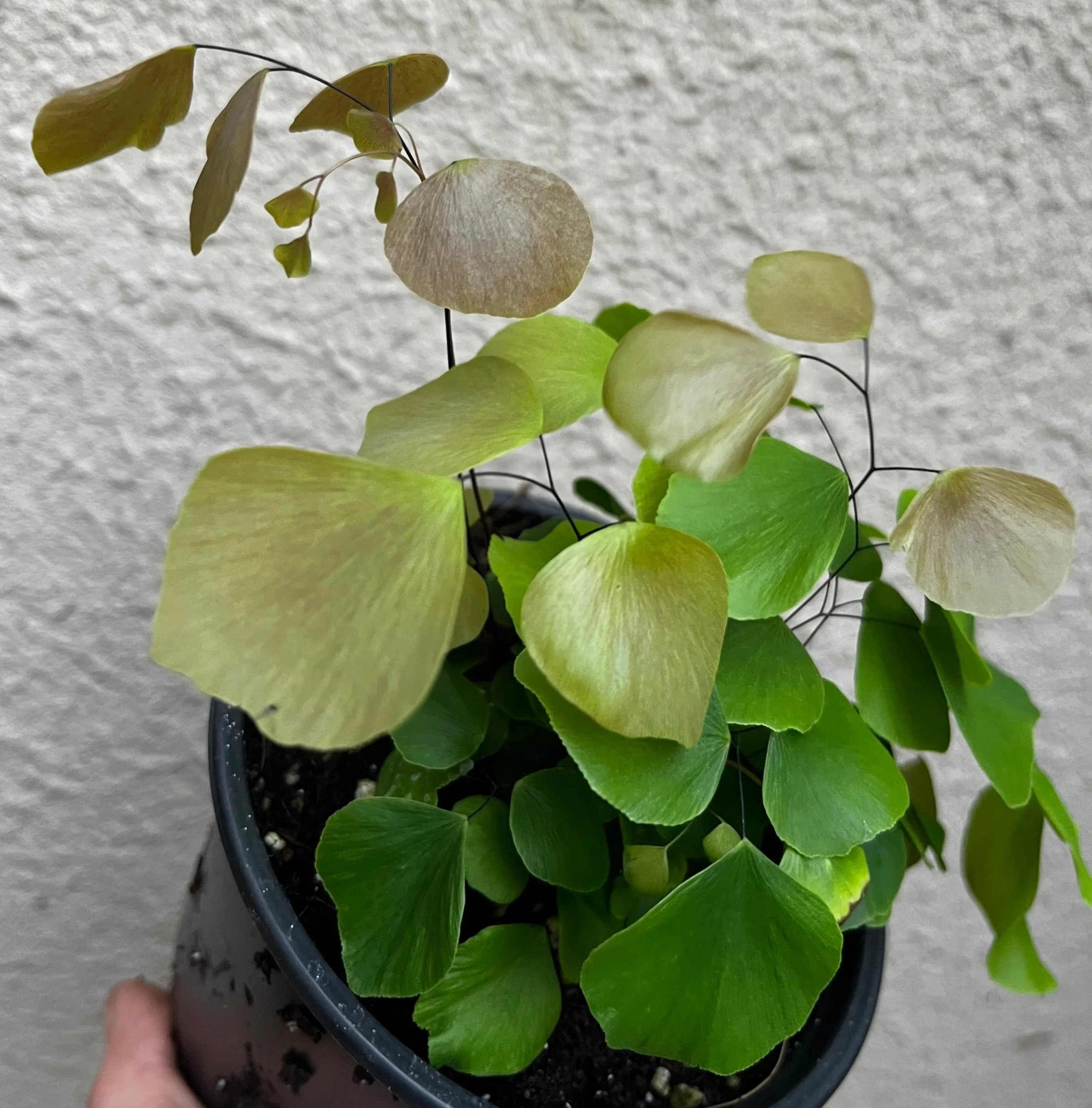 Adiantum peruvianum