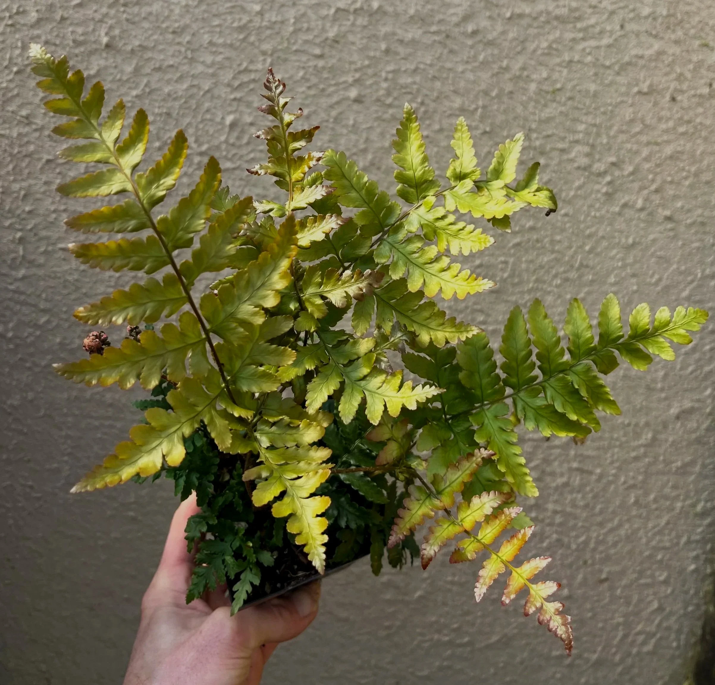 Dryopteris%2Bhondoensis%2B%25281%2529.jpg