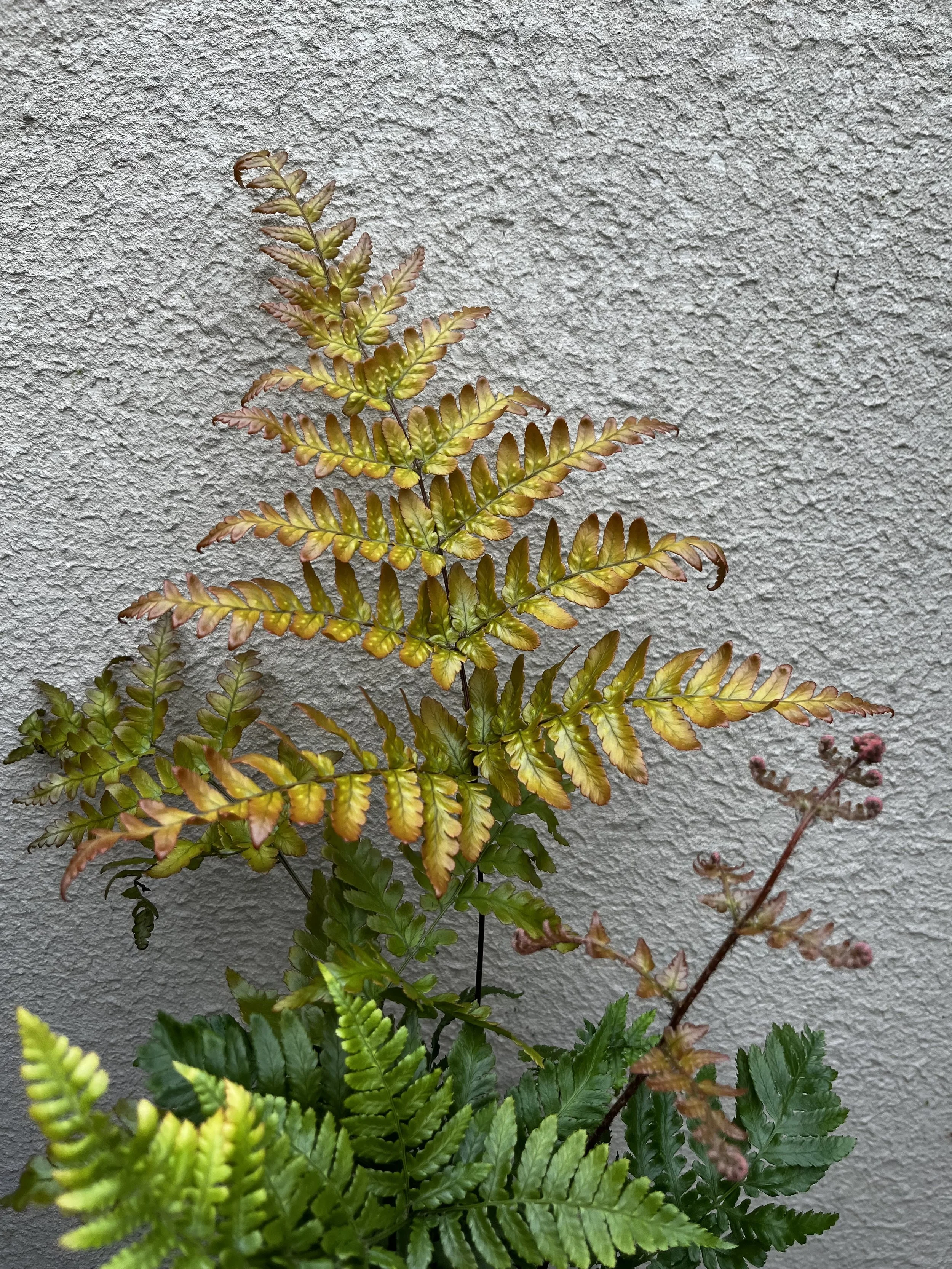 Dryopteris erythrosora (1).JPG