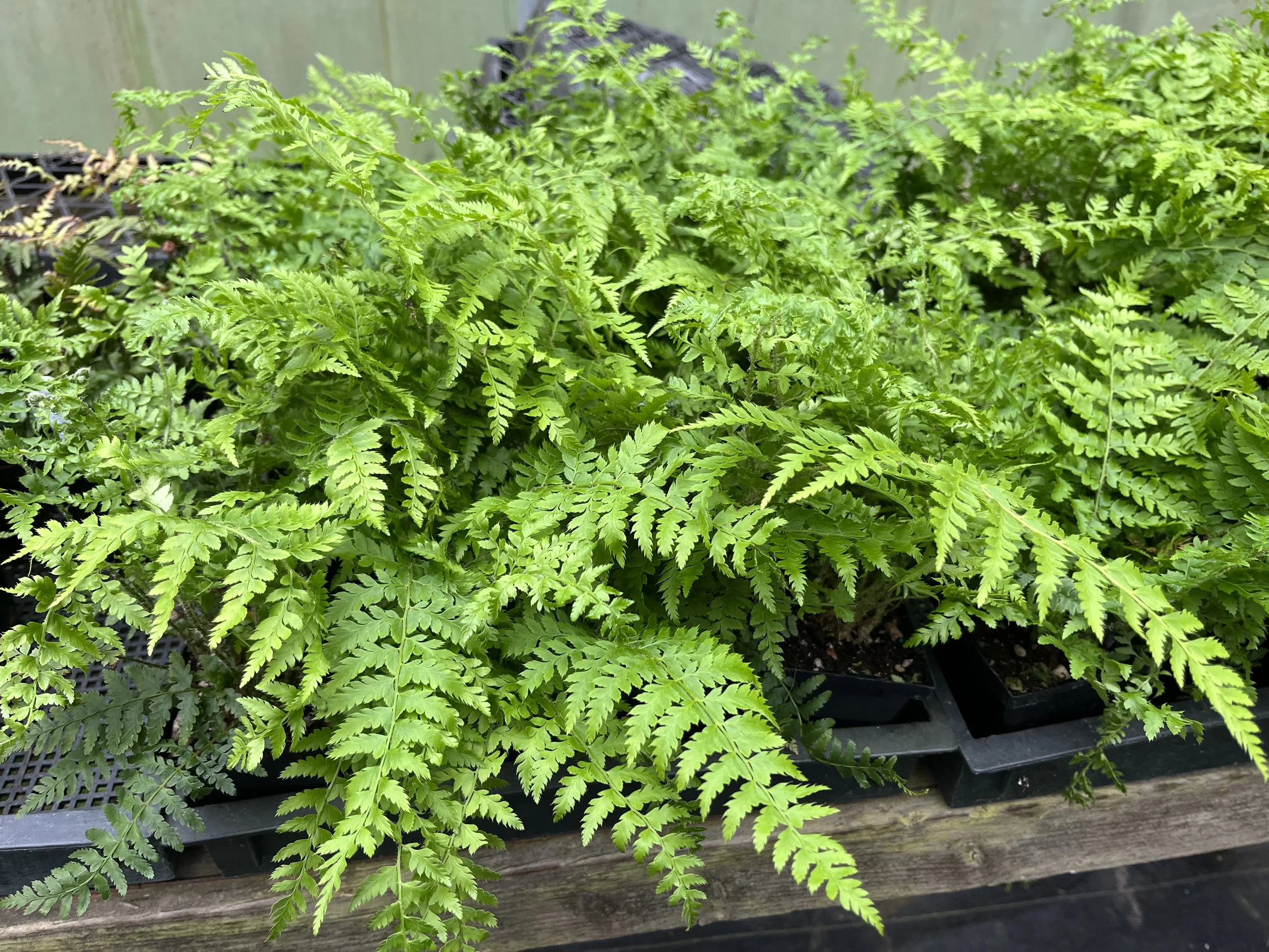 Braun's Holly Fern (Polystichum braunii)