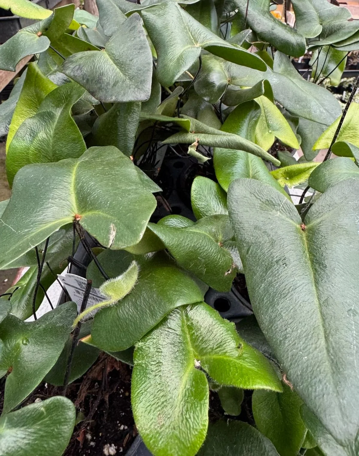 Hemonitis+arifolia+%285%29.jpg