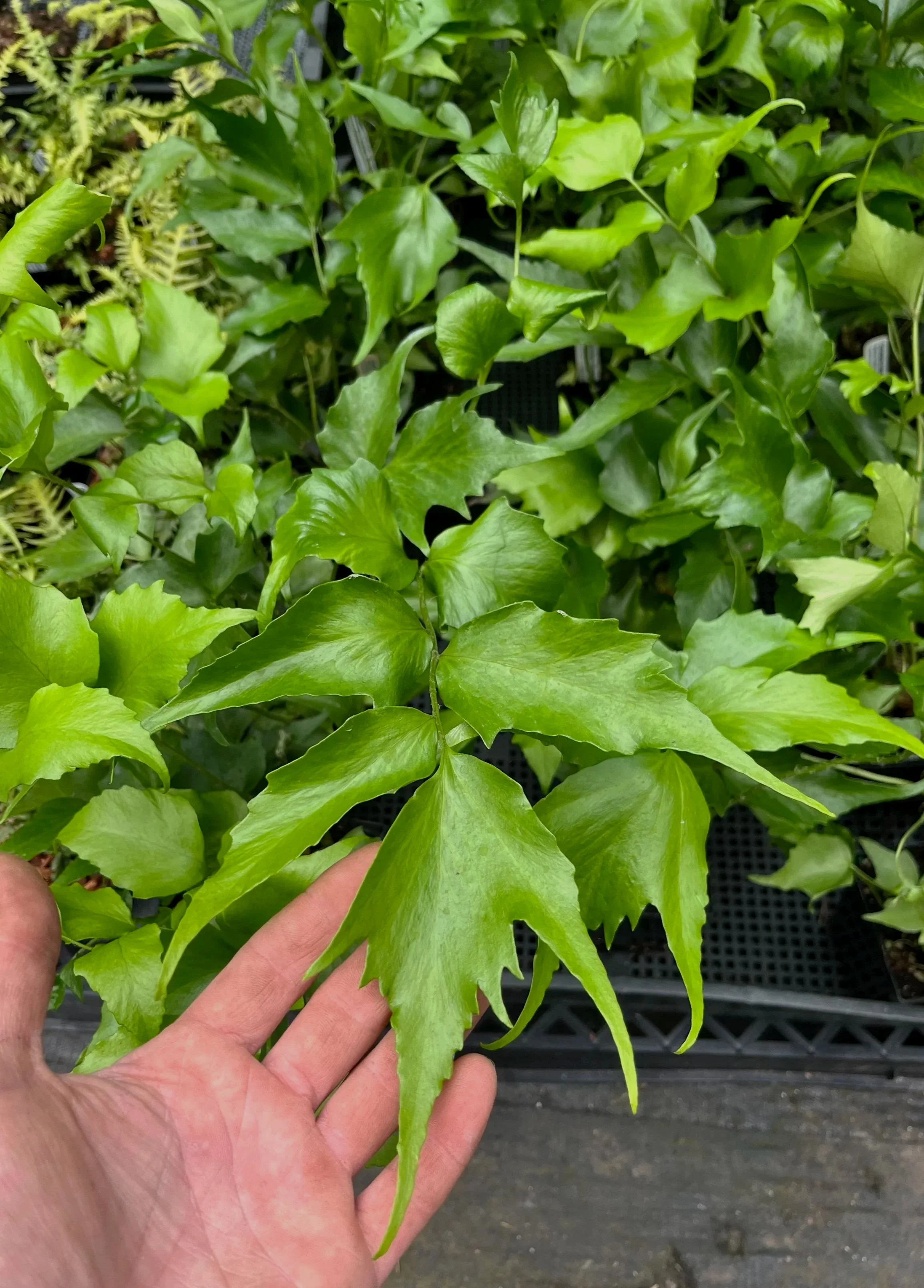 Cyrtomium falcatum 'Rochfordianum'