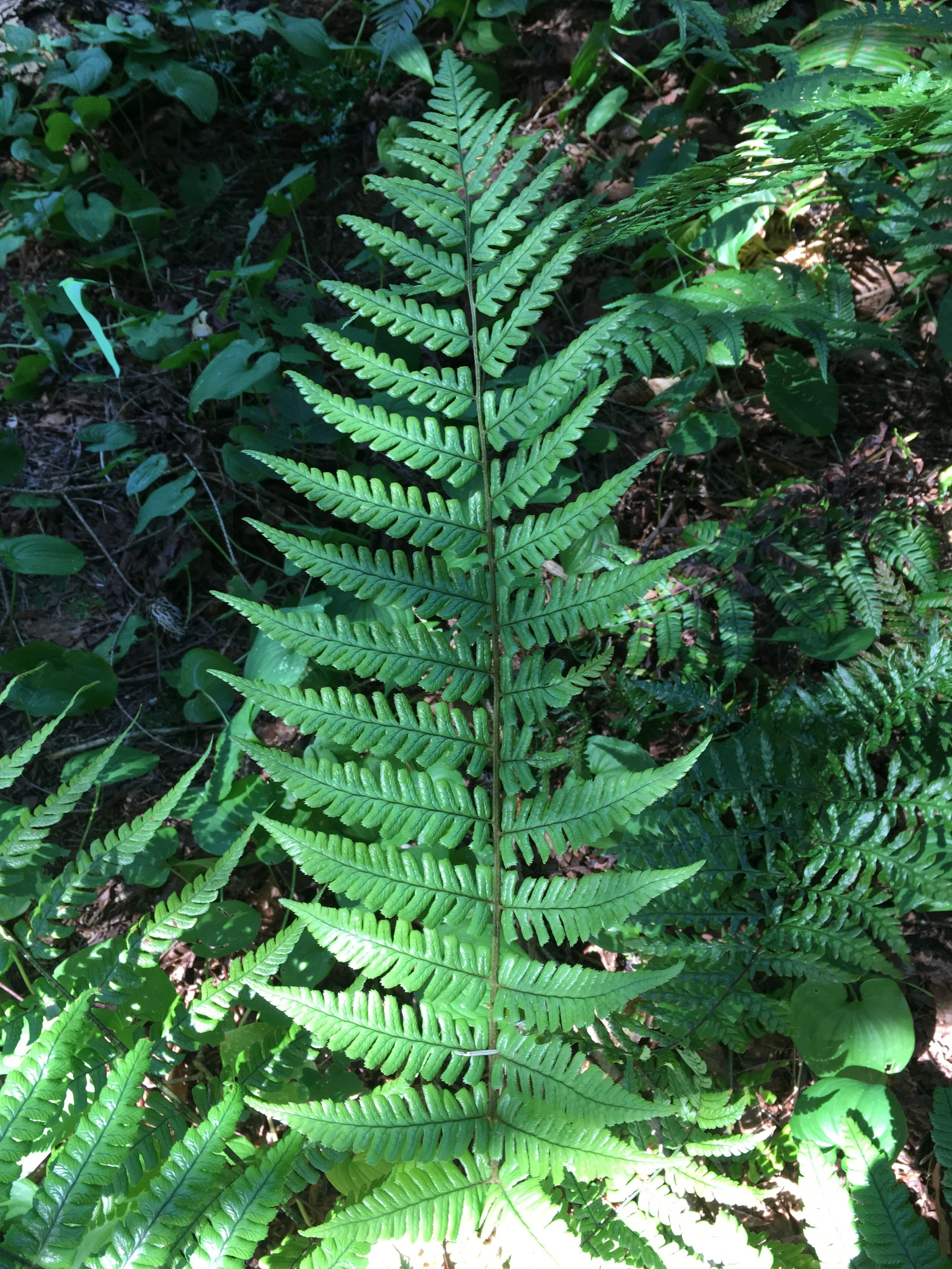 Dryopteris wallichiana subsp. nepalensis 'Molten Lava' garden (2).JPG