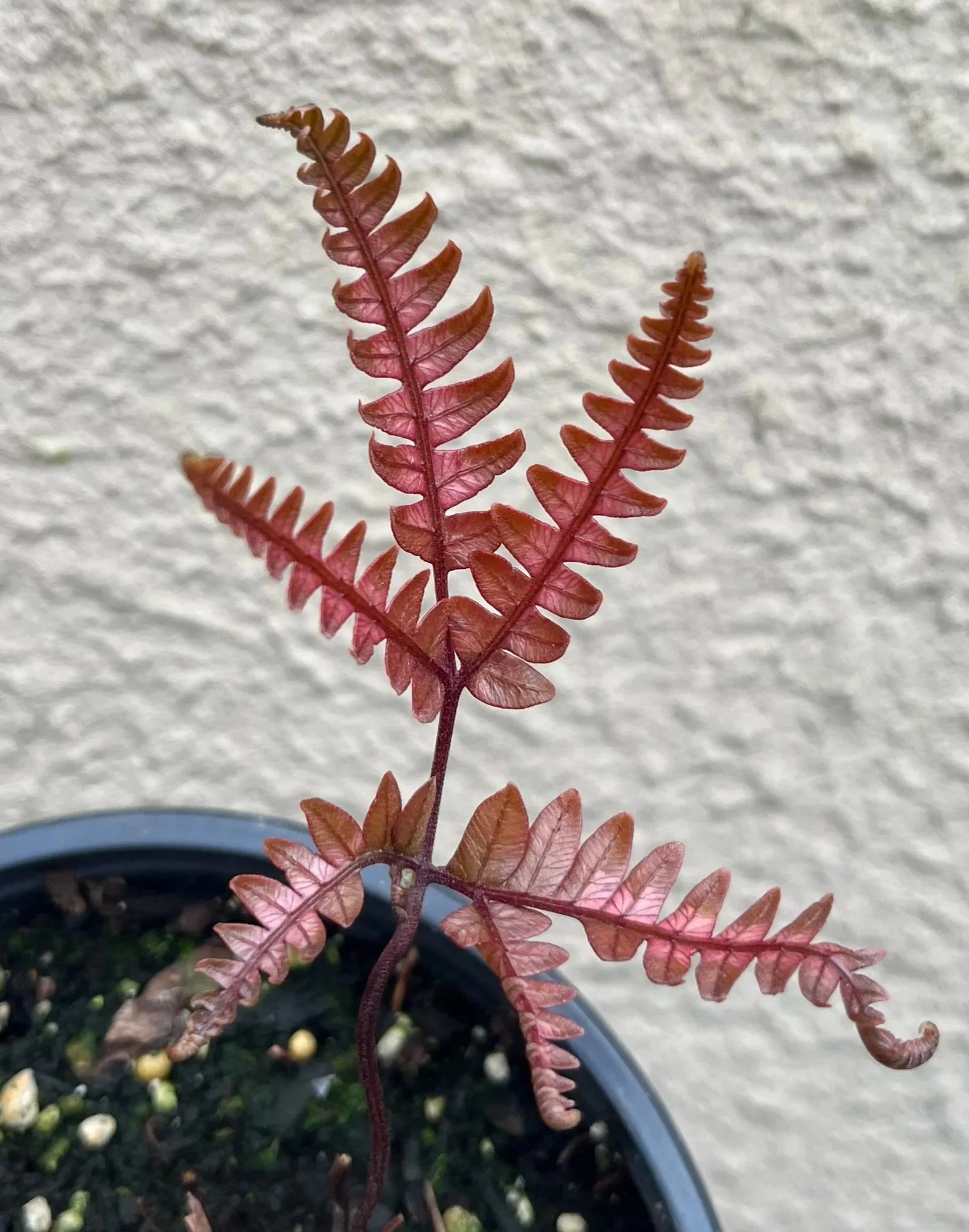 Pteris+aspericaulis+var.+tricolor+%284%29.jpg