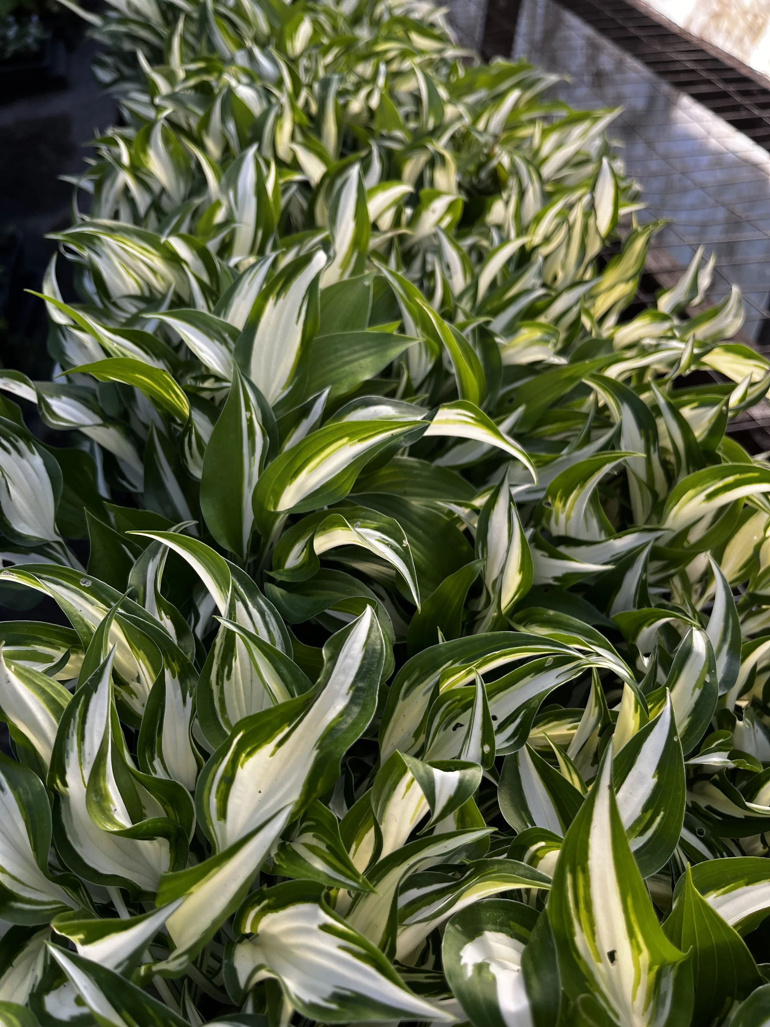 Hosta 'Hideout' (2).JPG