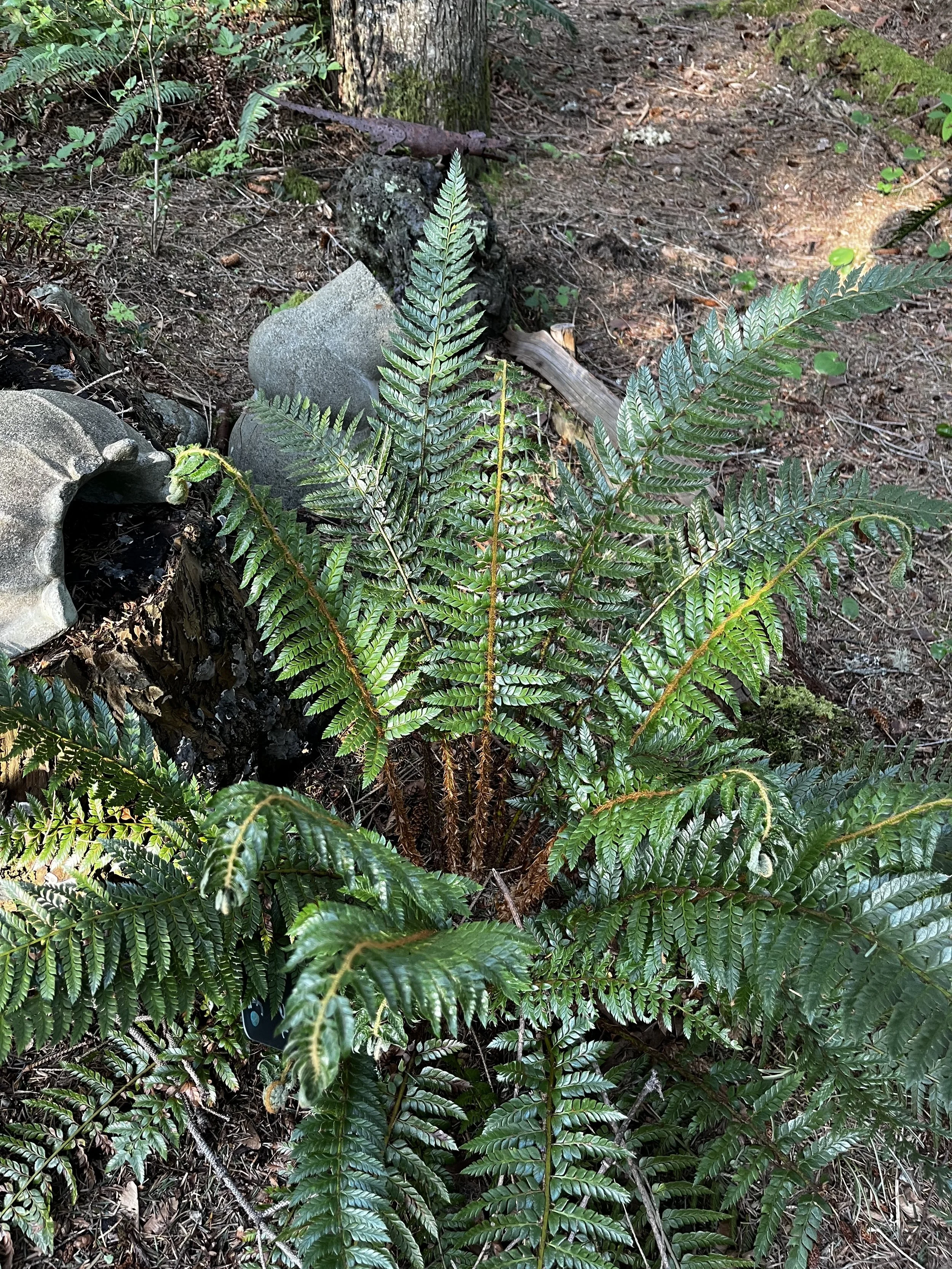 Polystichum neolobatum