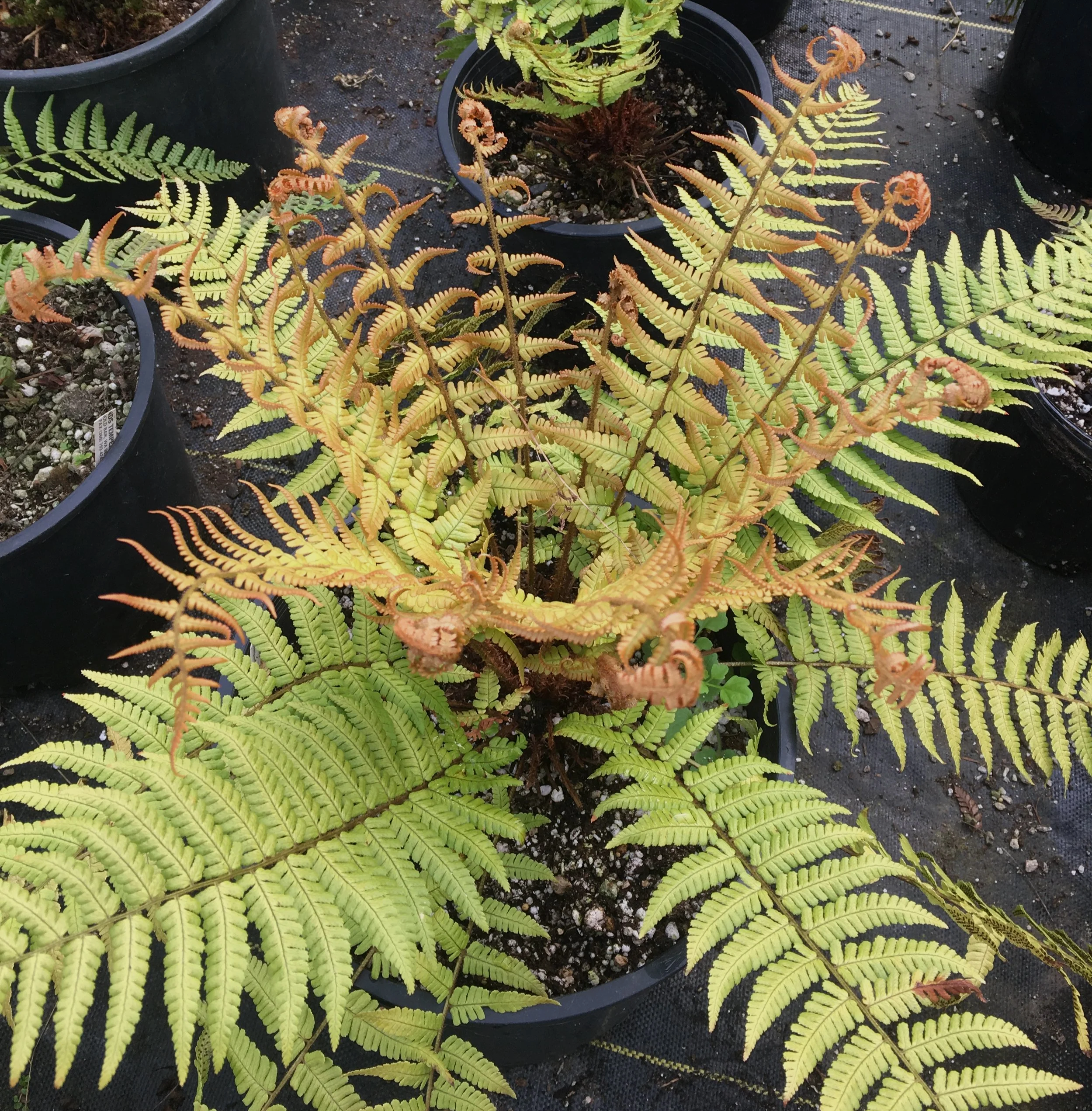 Dryopteris%2Bwallichiana%2B%2527Molten%2BLava%2527%2Bstock%2Bplant.png