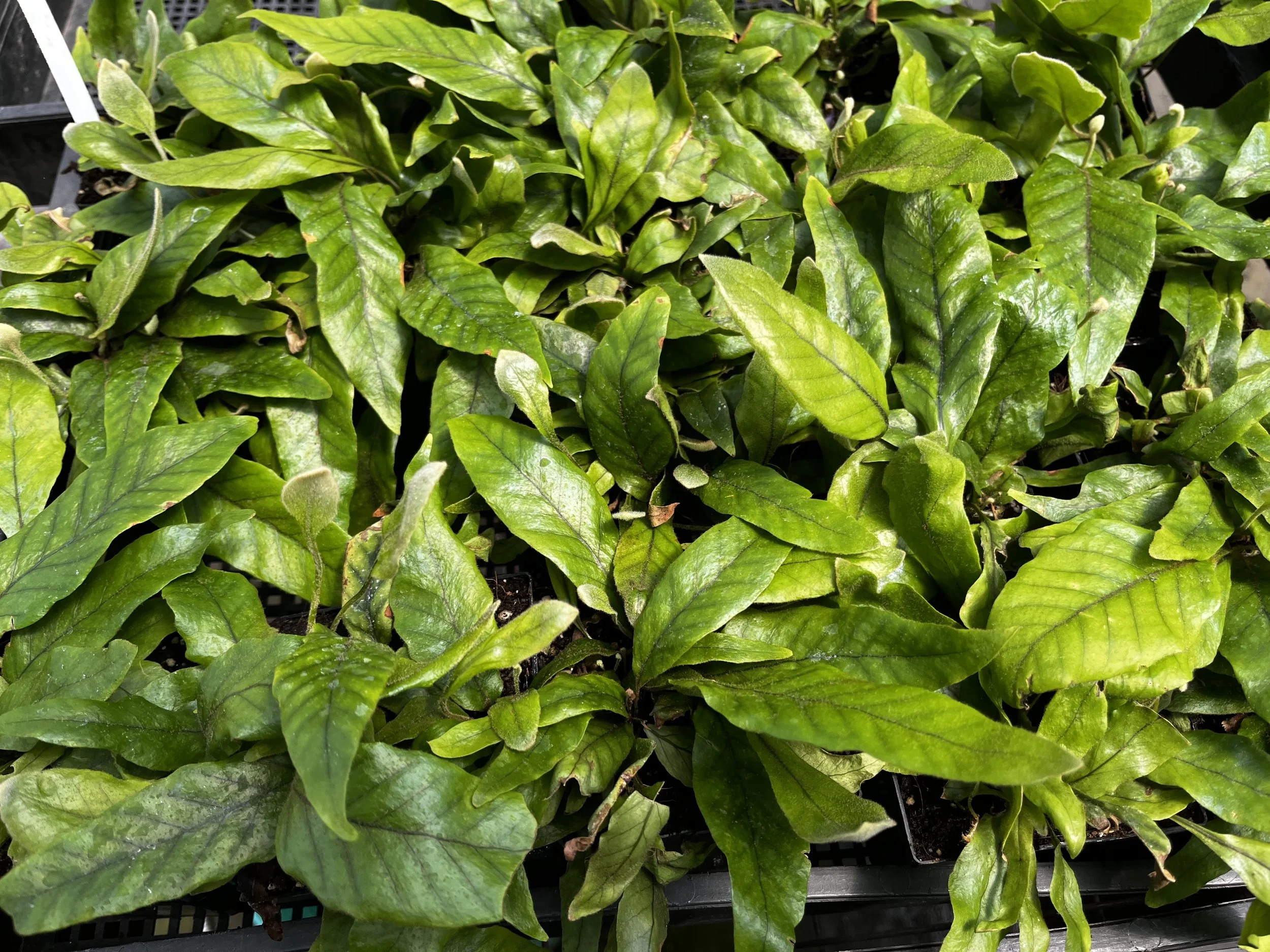 Pyrrosia christii (2).JPG