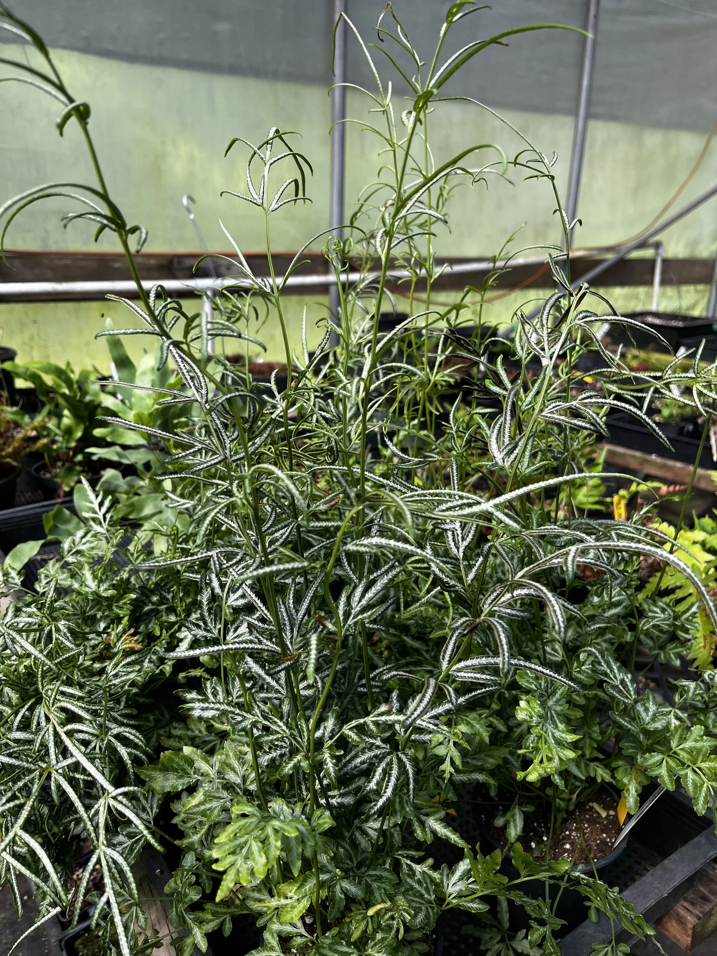 Pteri ensiformis 'Evergemiensis' (5).JPG