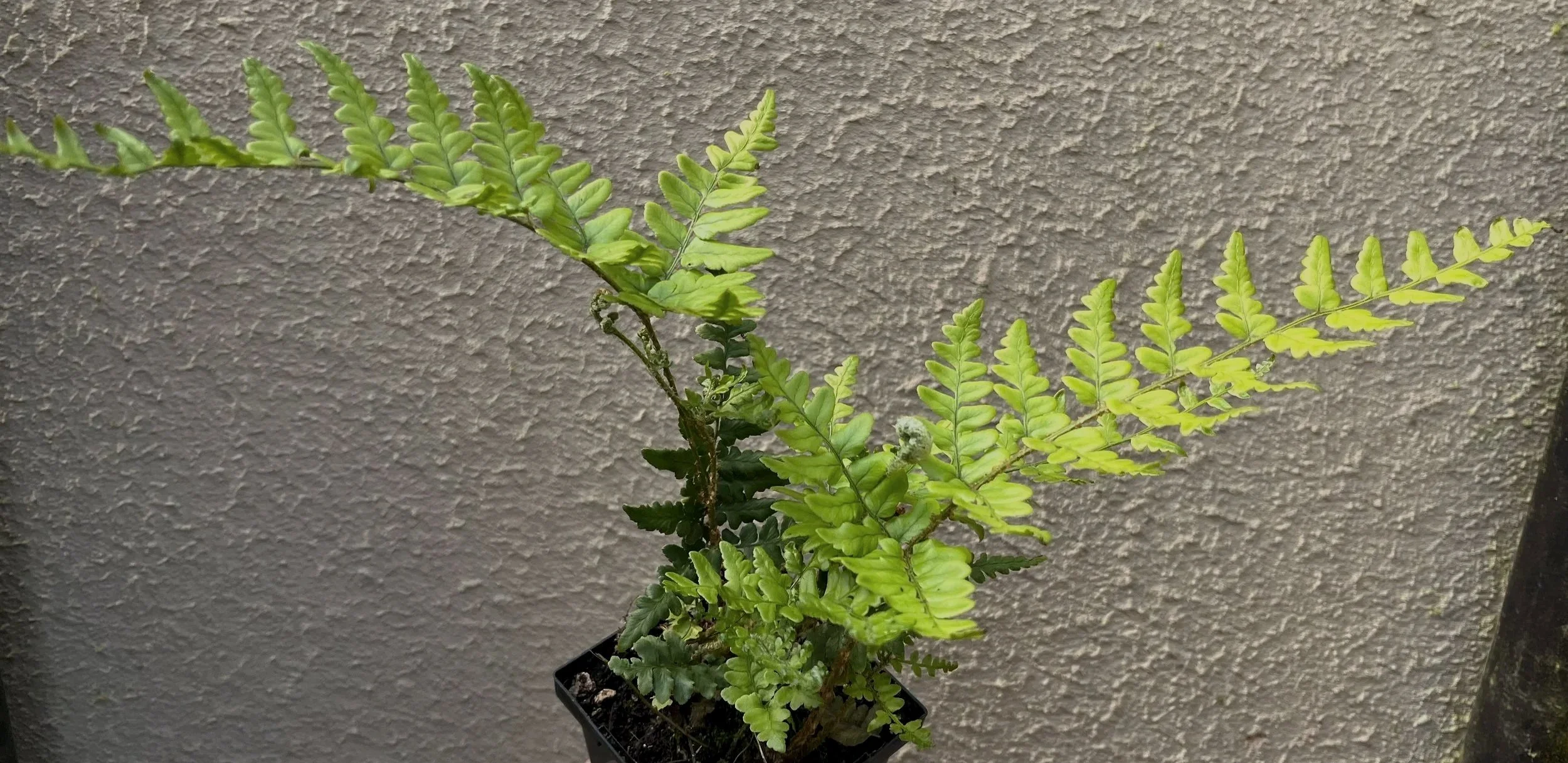 Dryopteris%2Bchampionii%2B%25282%2529.jpg