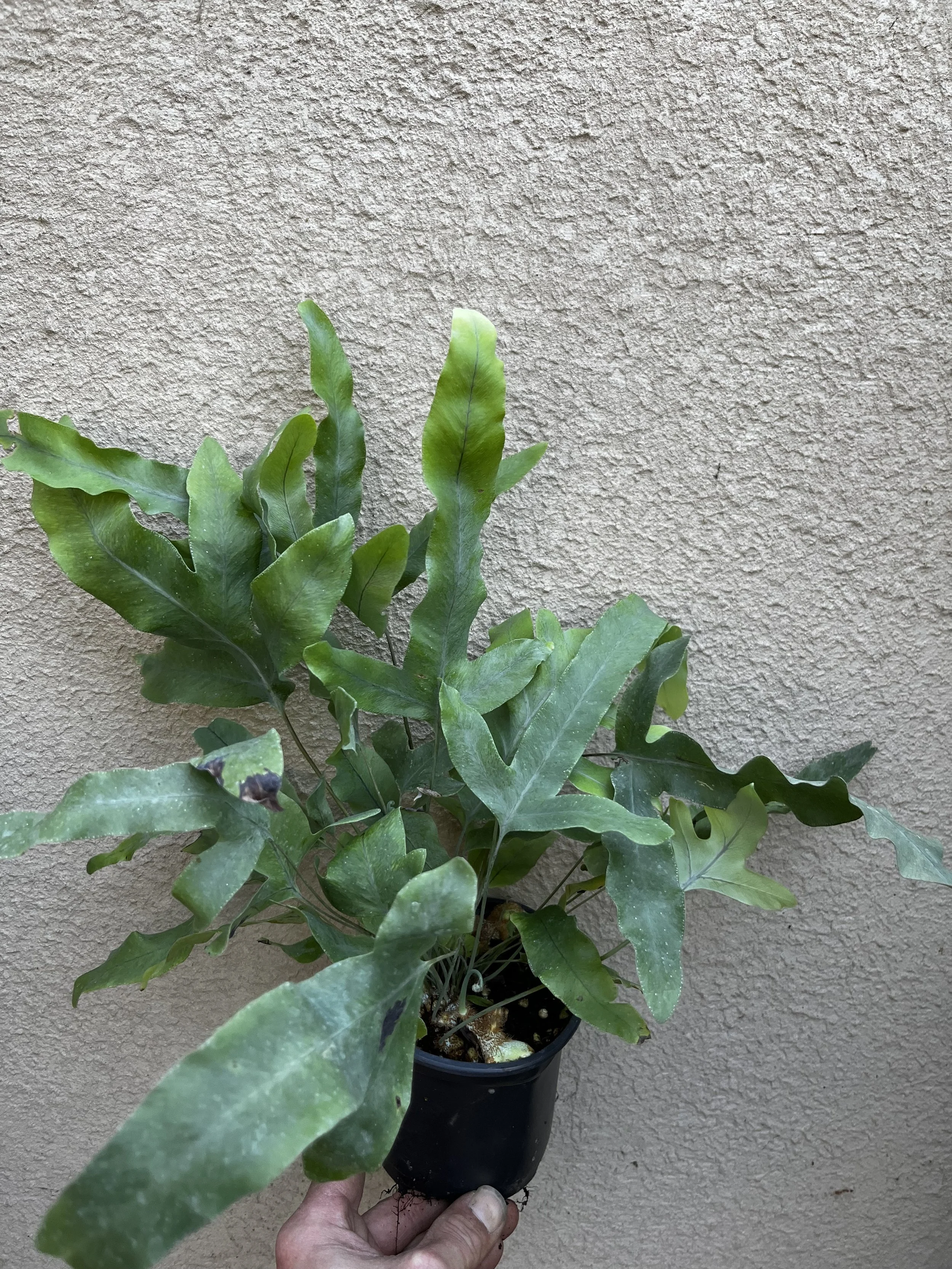 Phlebodium aureum 'Blue Star' (4).JPG