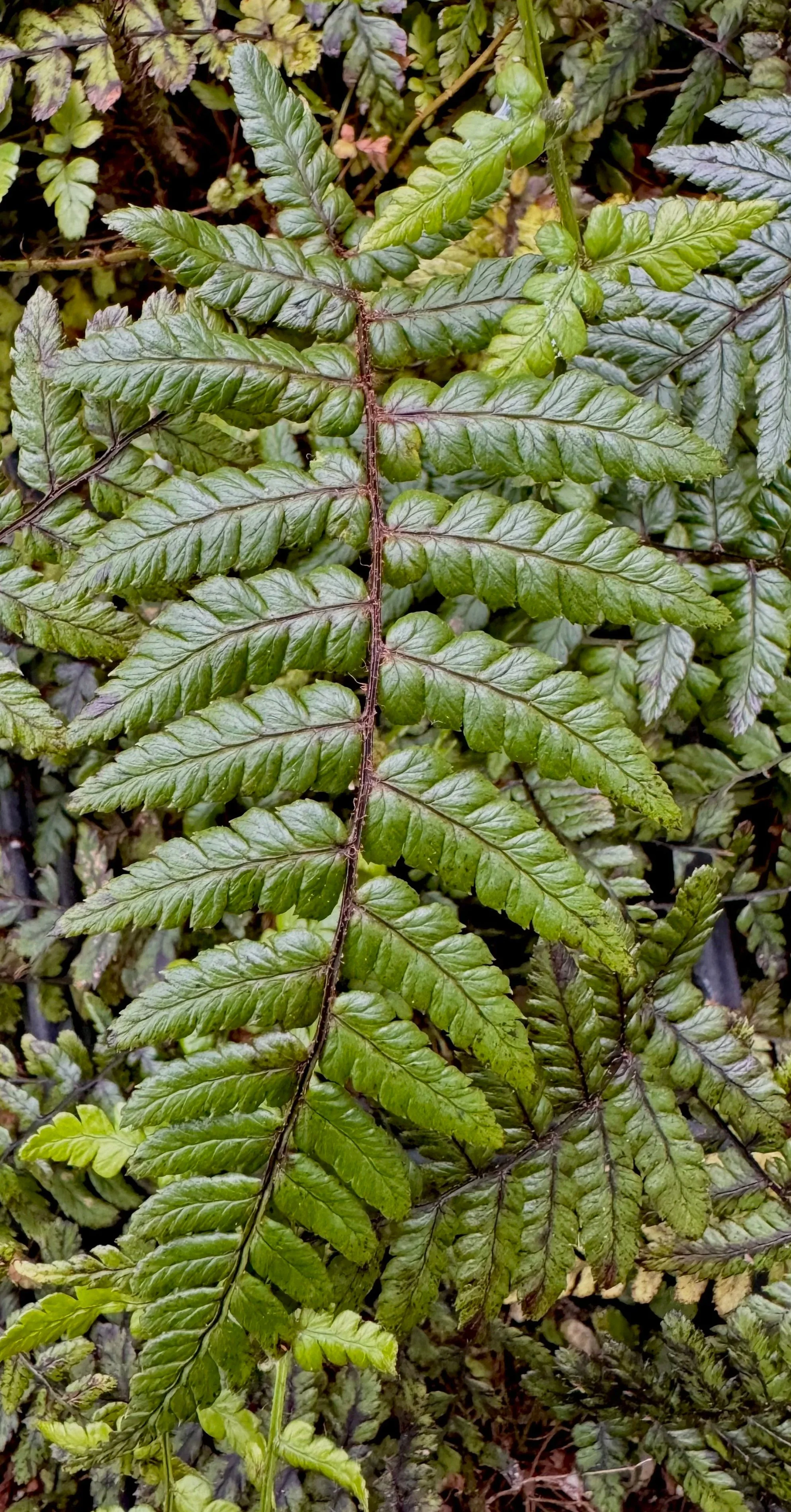 Dryopteris+wallichiana+%284%29.jpg