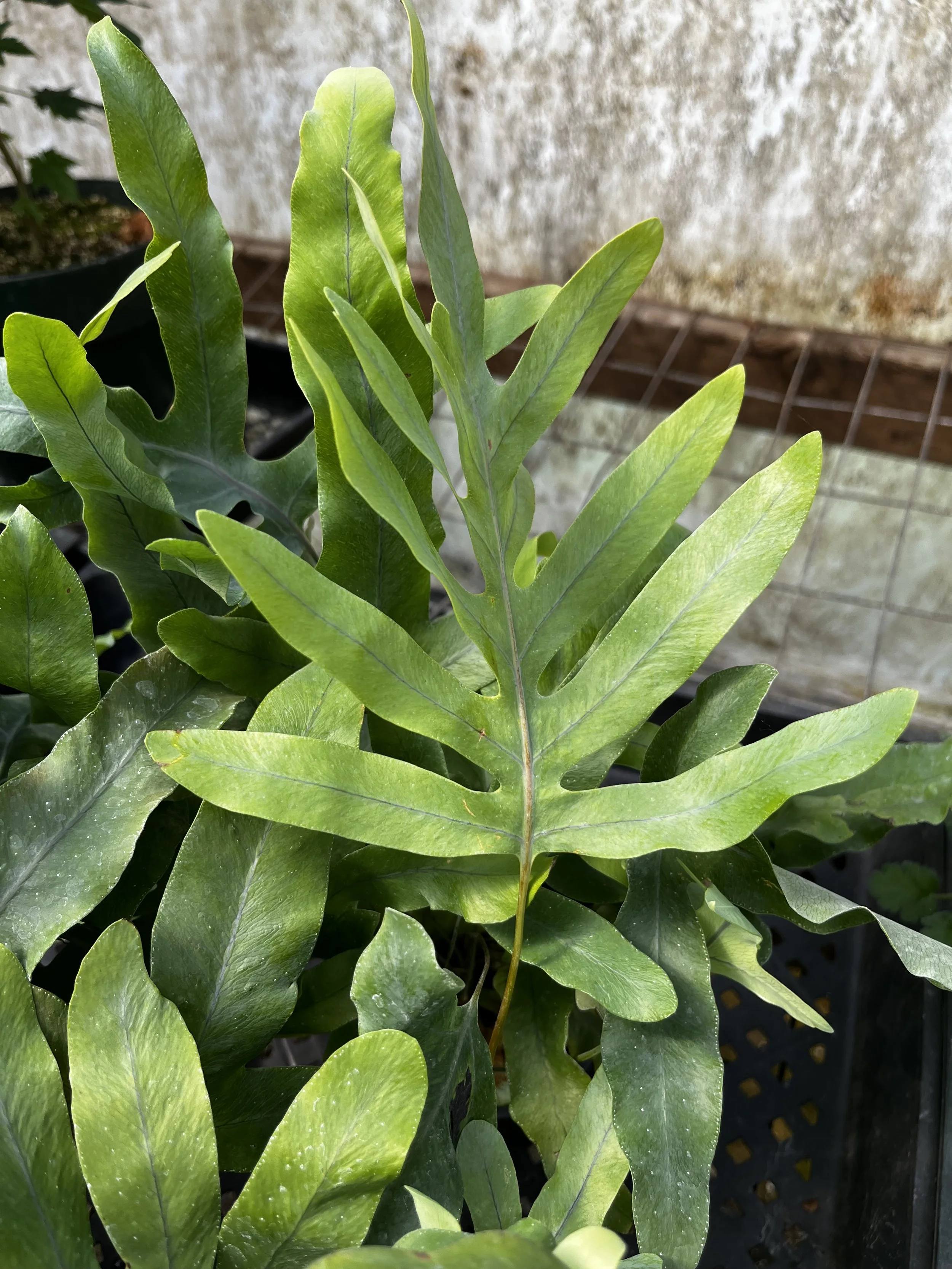 Phlebodium aureum 'Blue Star' (3).JPG