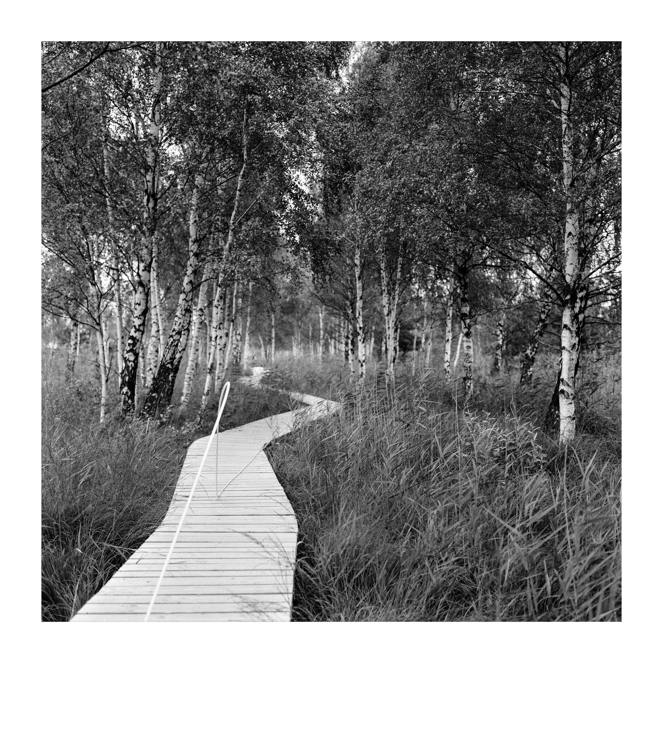 From the series “Paraiškos / Applications”