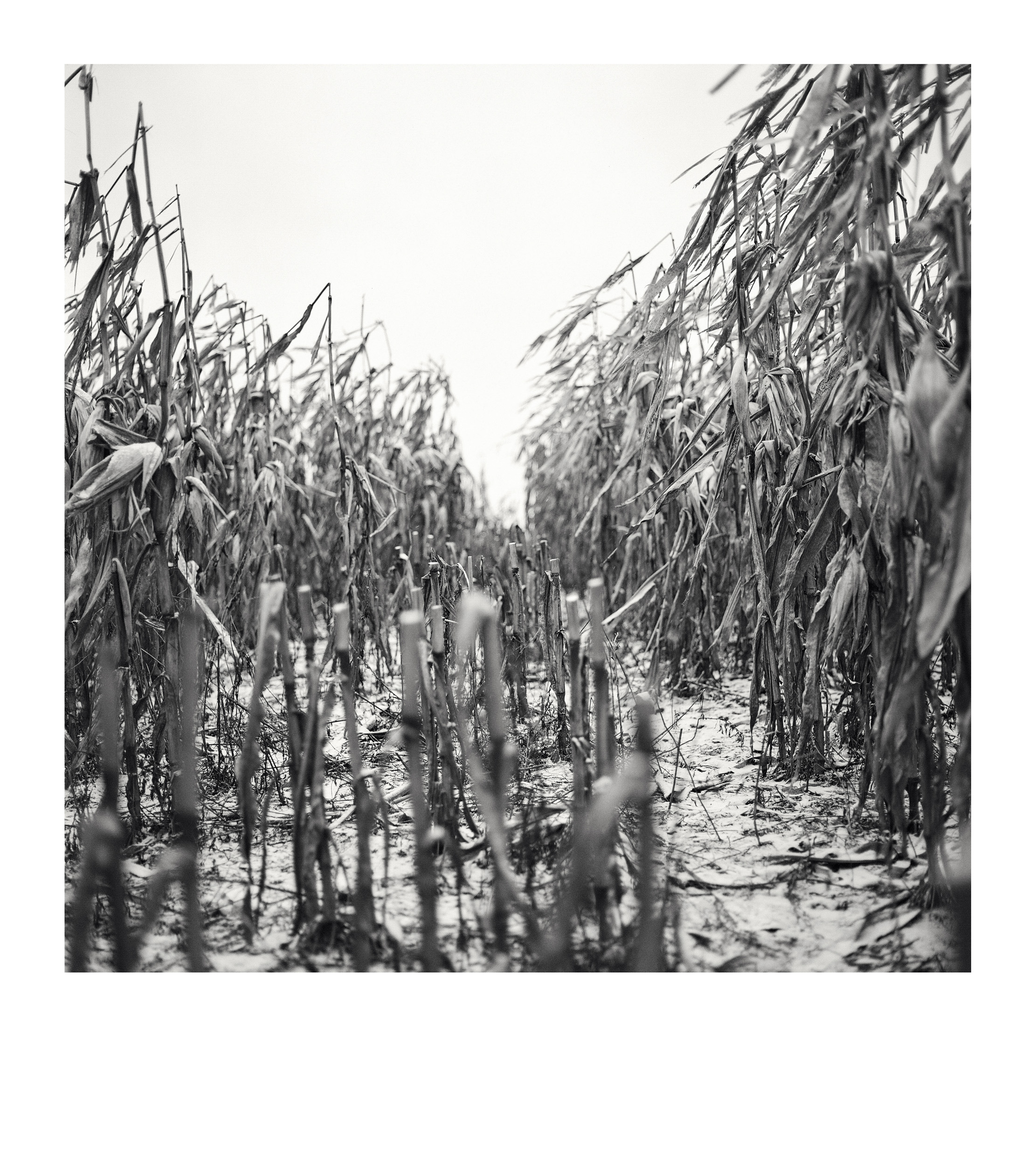From the series “Paraiškos / Applications”