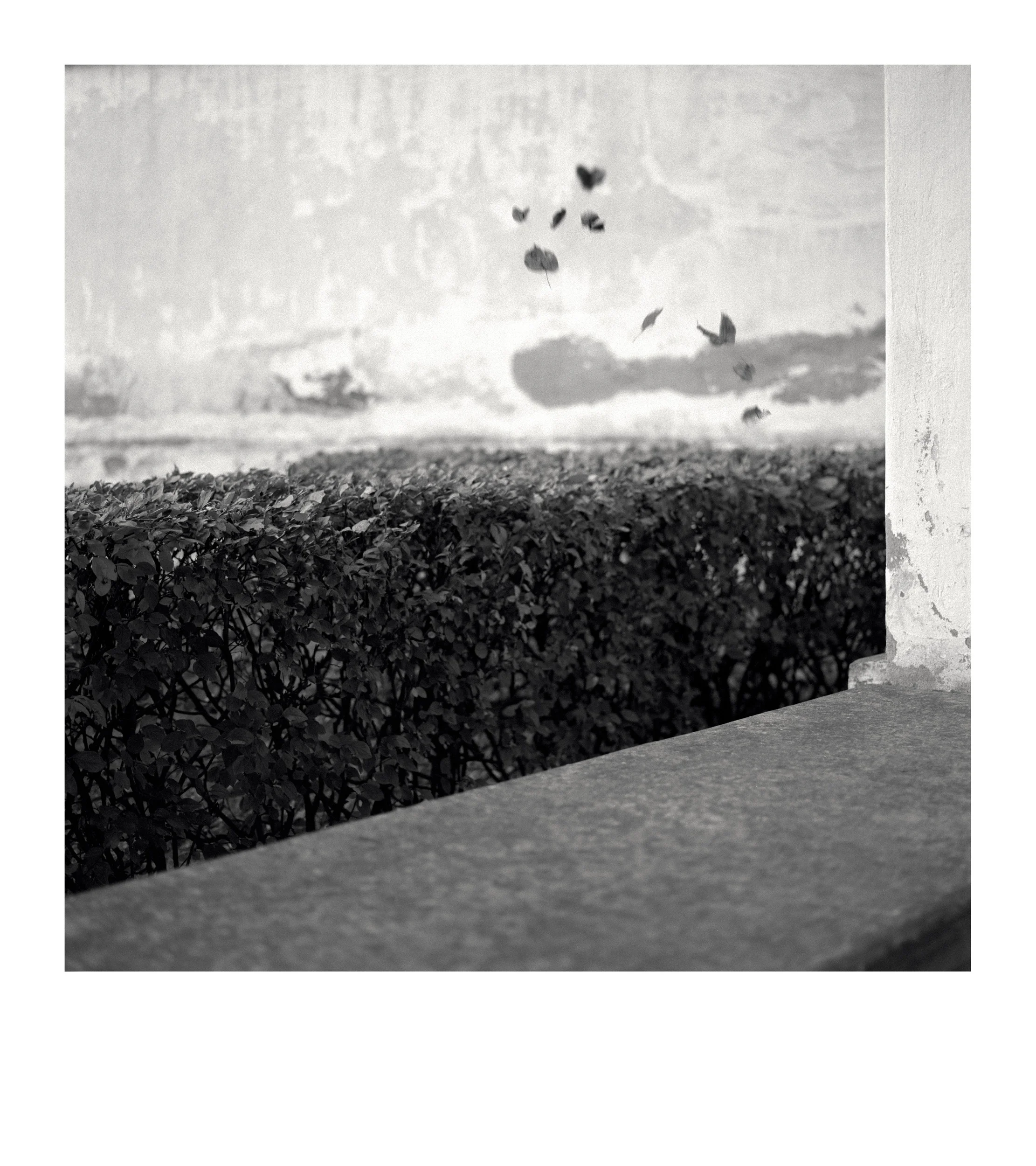 From the series “Paraiškos / Applications”