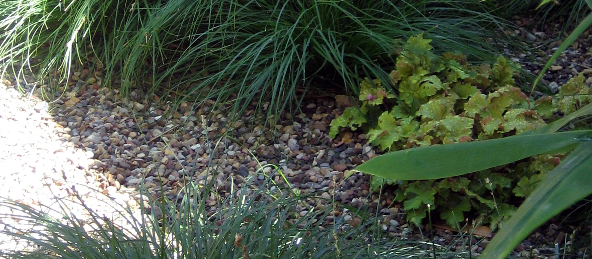 plant texture.jpg