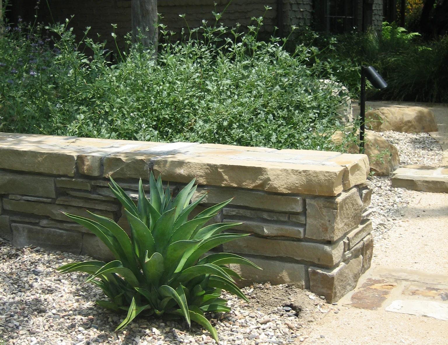 agave at DG path with stone wall and salvia.jpg