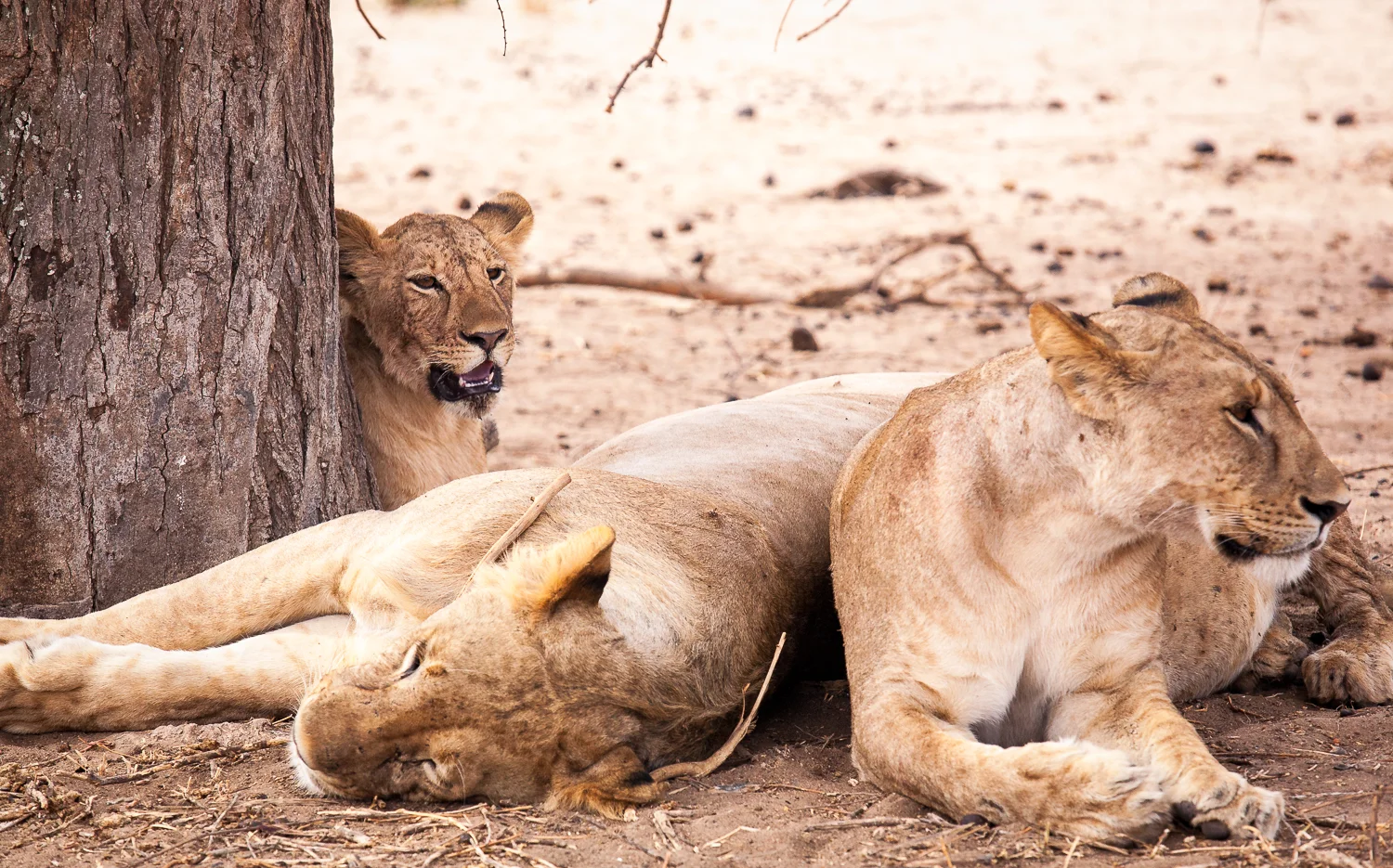 RCP African Journey-015__MG_1620.jpg
