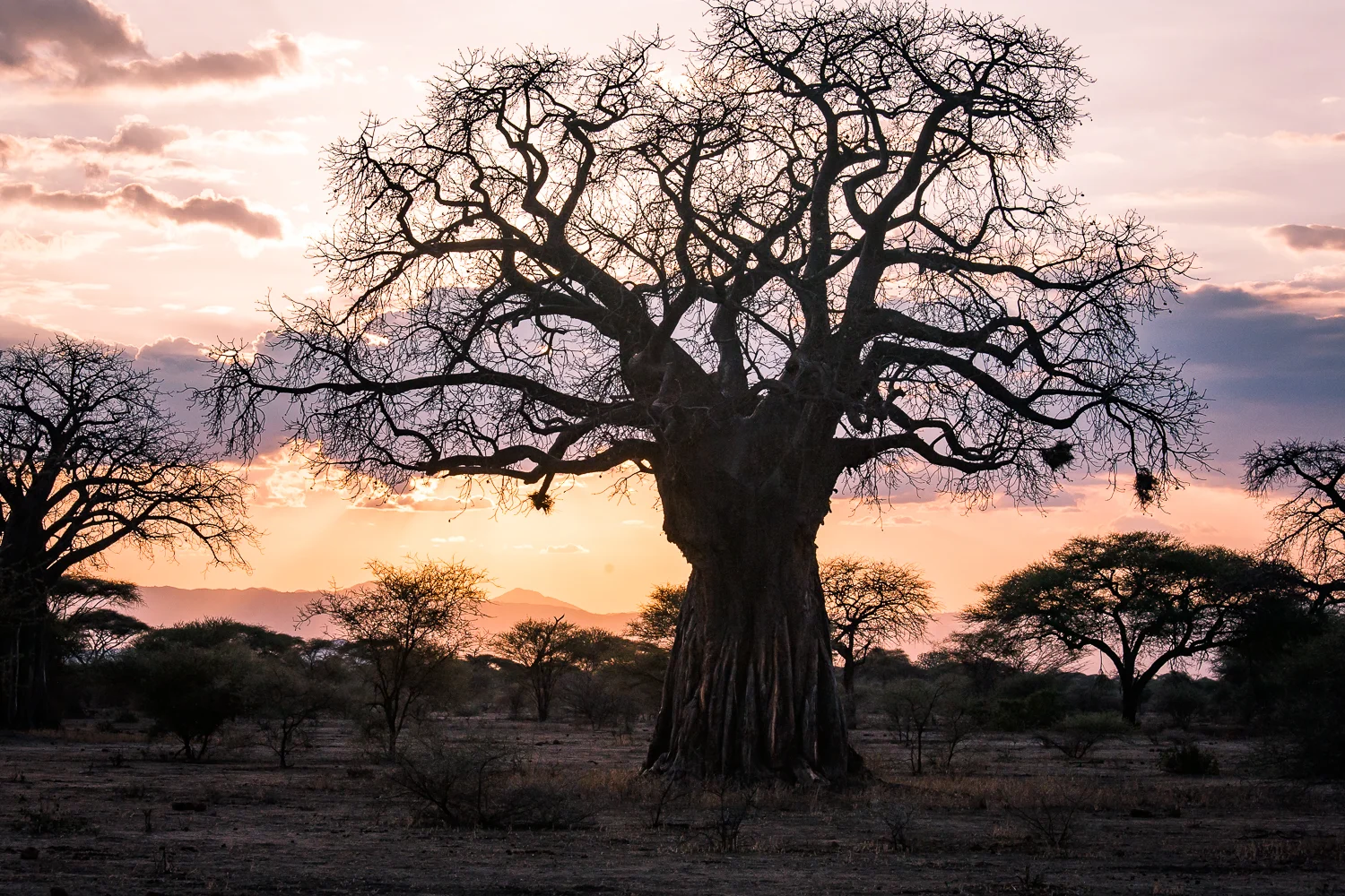 RCP African Journey-018__MG_1889.jpg