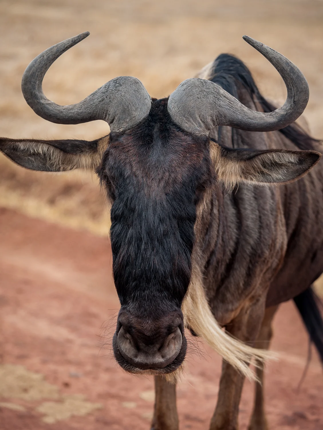 RCP African Journey-021__MG_2157.jpg