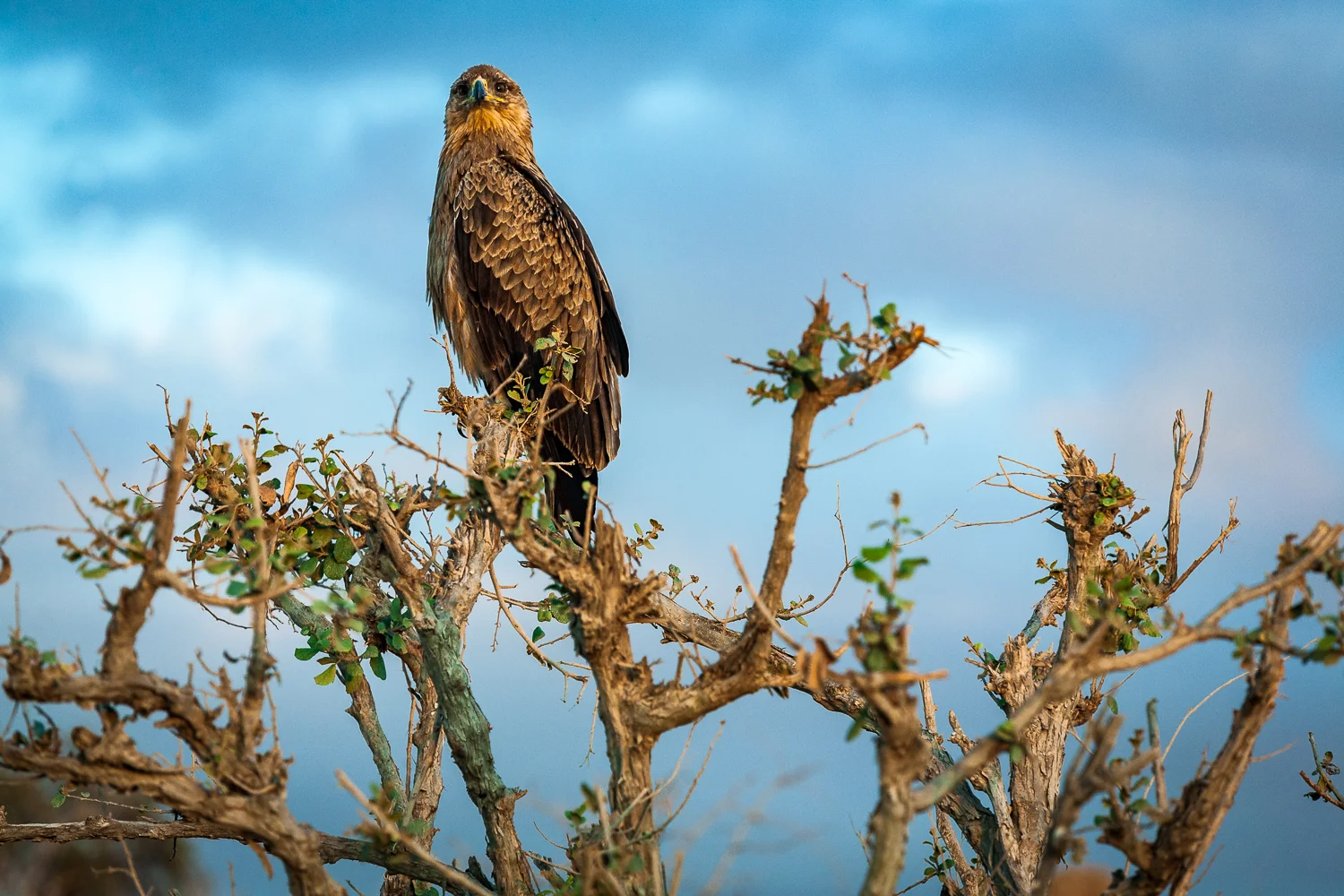 RCP African Journey-042__MG_1715.jpg