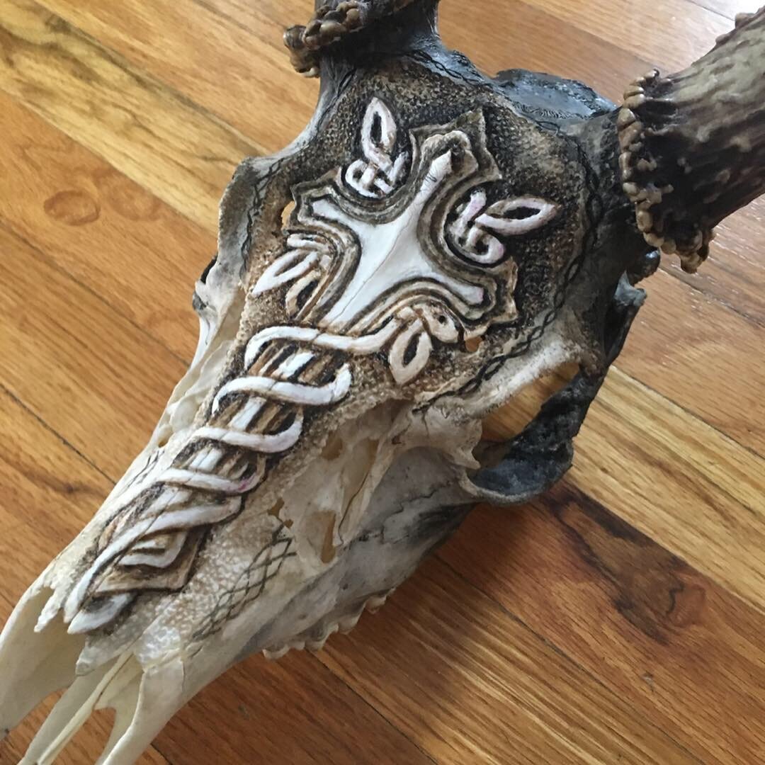 Mule Deer Skull Carving and Stain