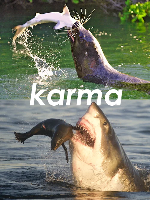 karma-sea-lion-eats-shark.jpg