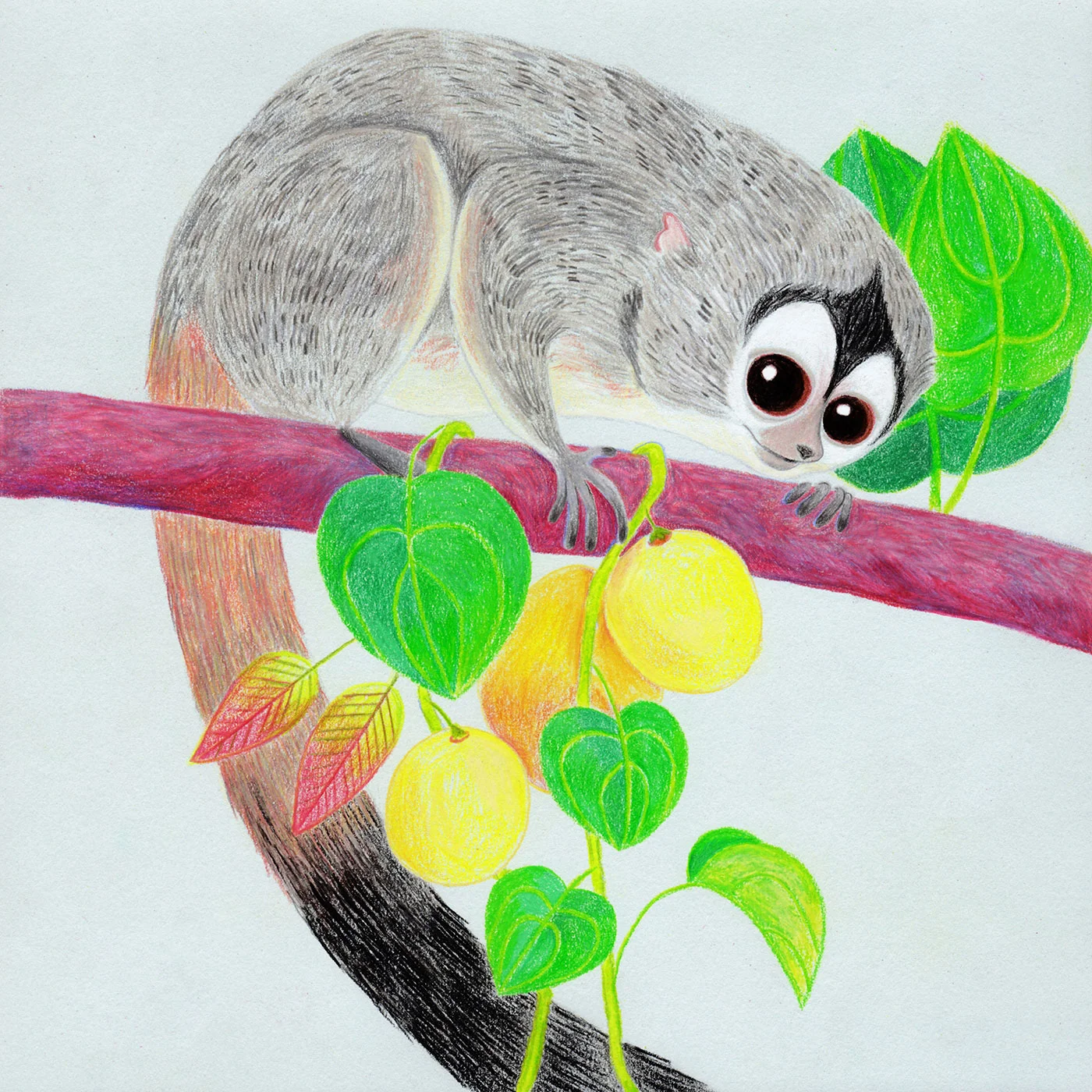 night-monkey-kTanis.jpg