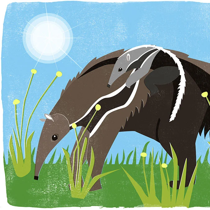 Anteater2.jpg