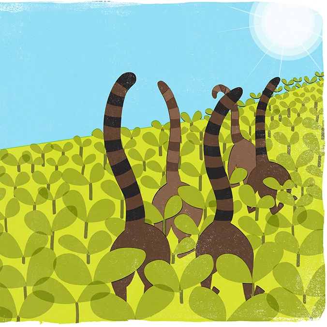 Coati2 copy.jpg