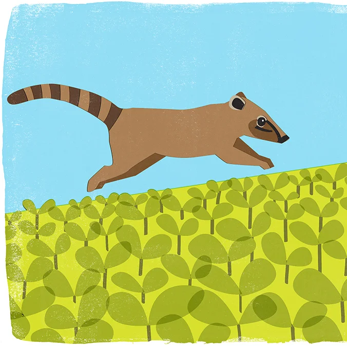 Coati2.jpg