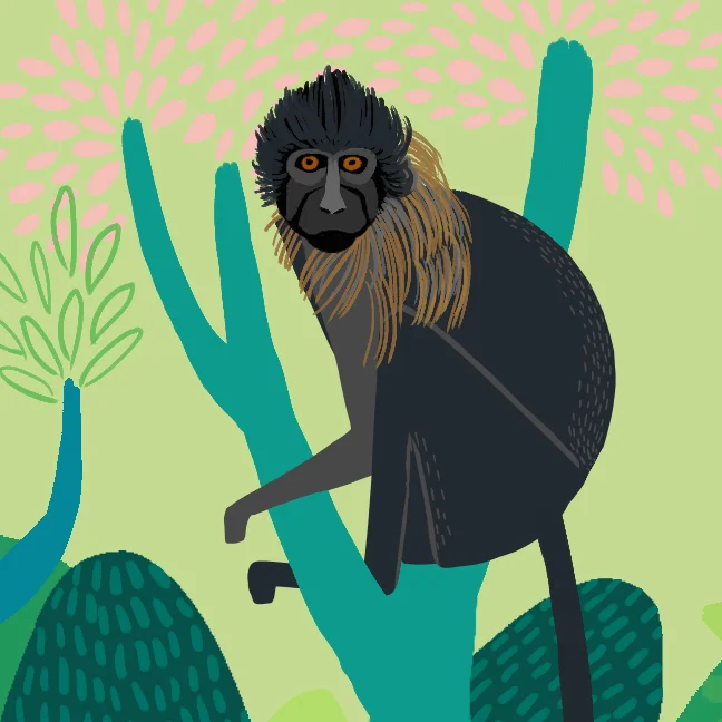 Mangabey2.jpg