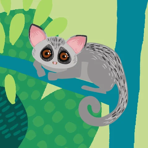 galago.jpg