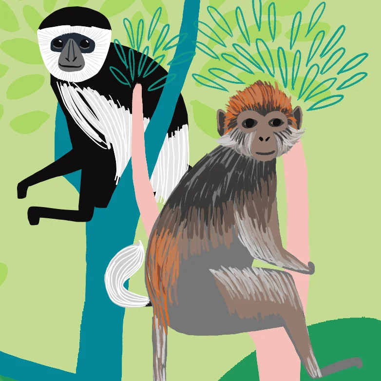 RedColobus.jpg