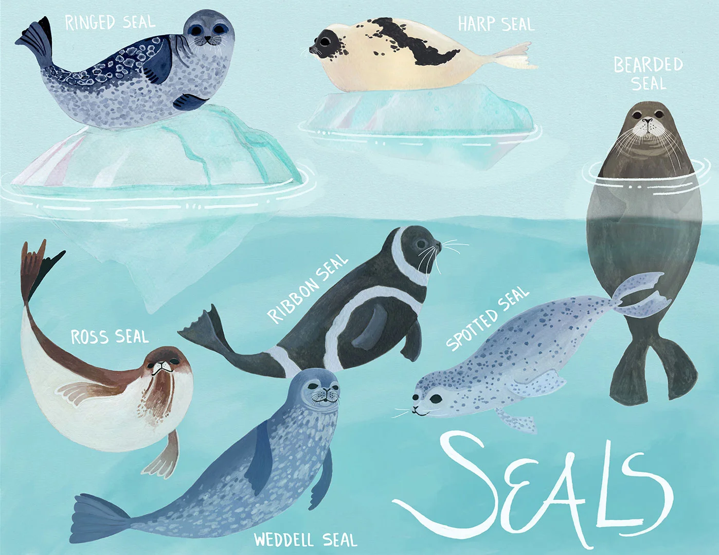 Seal-species-Katy-Tanis.jpg