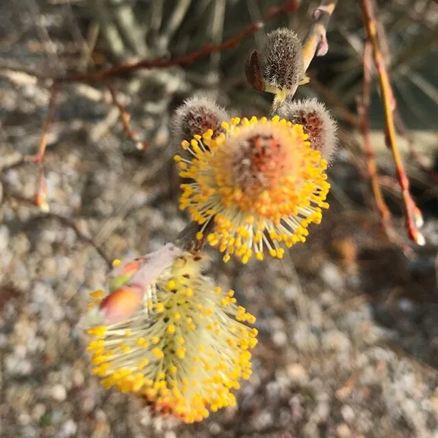 Pussy willow blooming. Welcome spring. #bloom #springiscoming #pussywillow