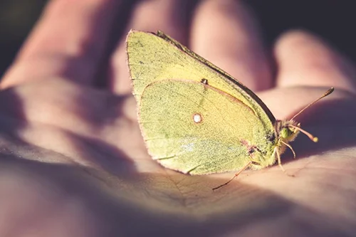 butterfly-in-palm-close-up_500.jpg
