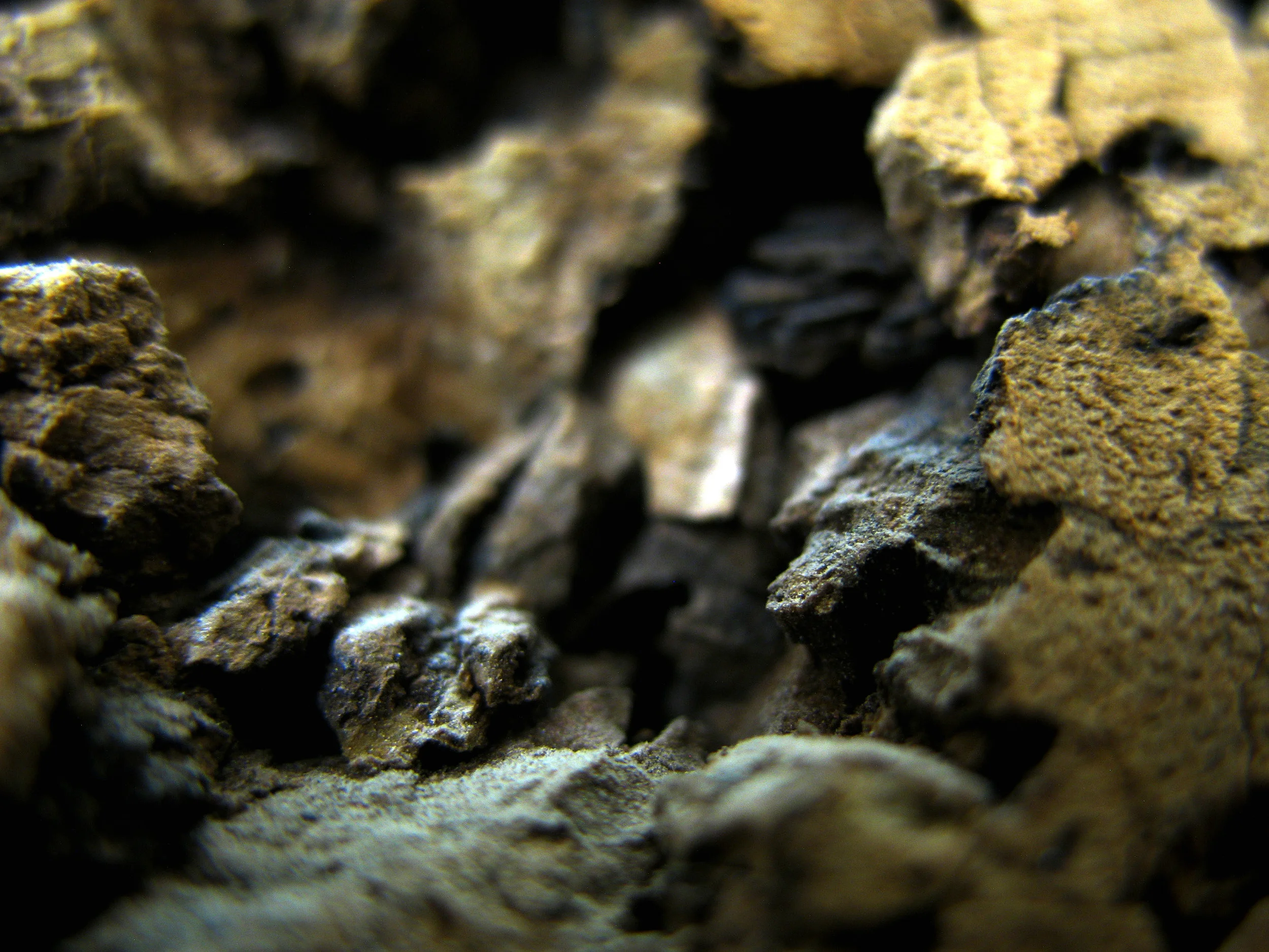 Canyon Macro.jpg