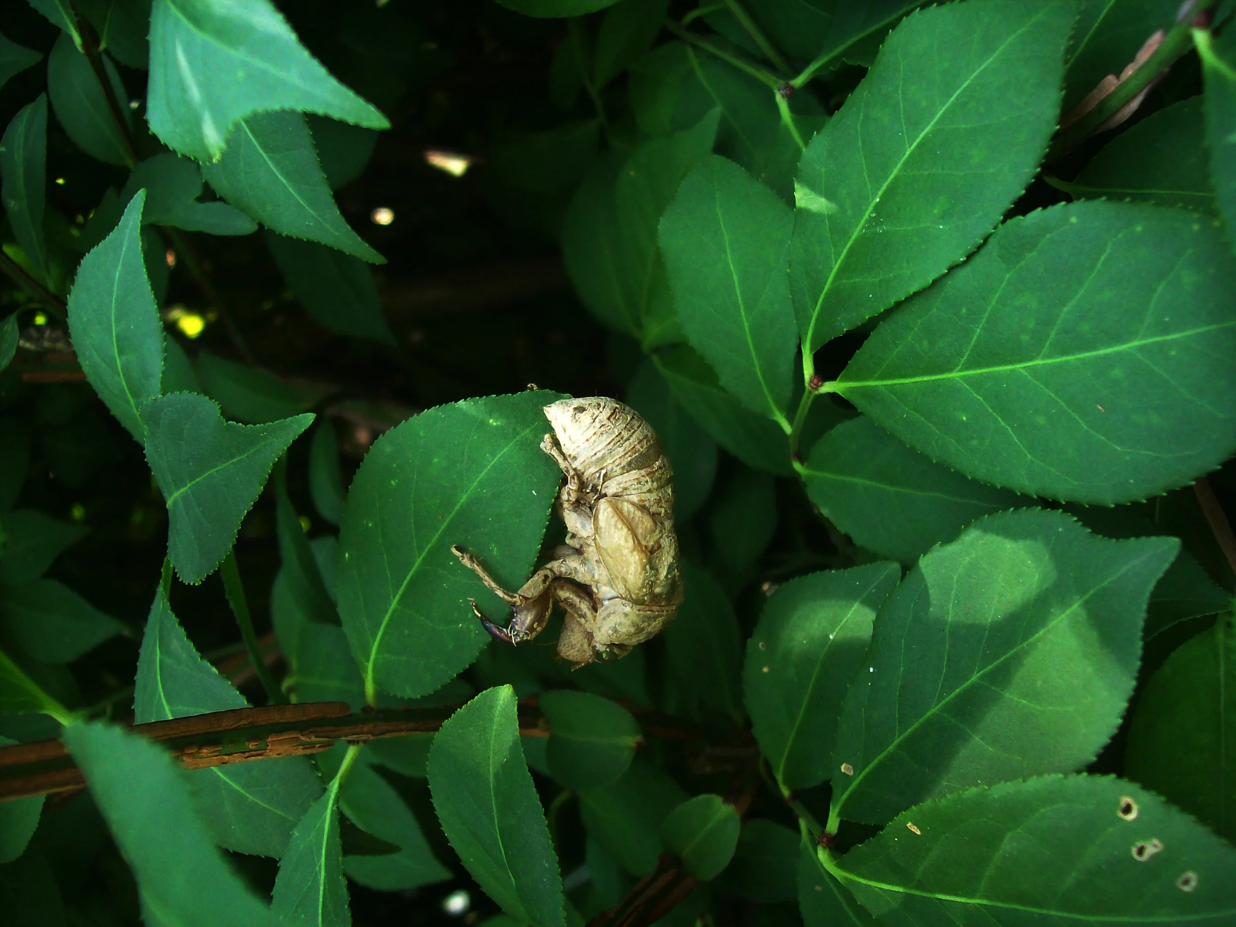 Cicada.jpg