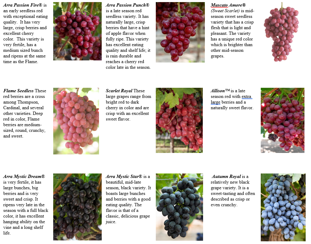 Sweet Wine Grape Varieties At Dianne Butler Blog Sweet Wine Grape Varieties At Dianne Butler Blog