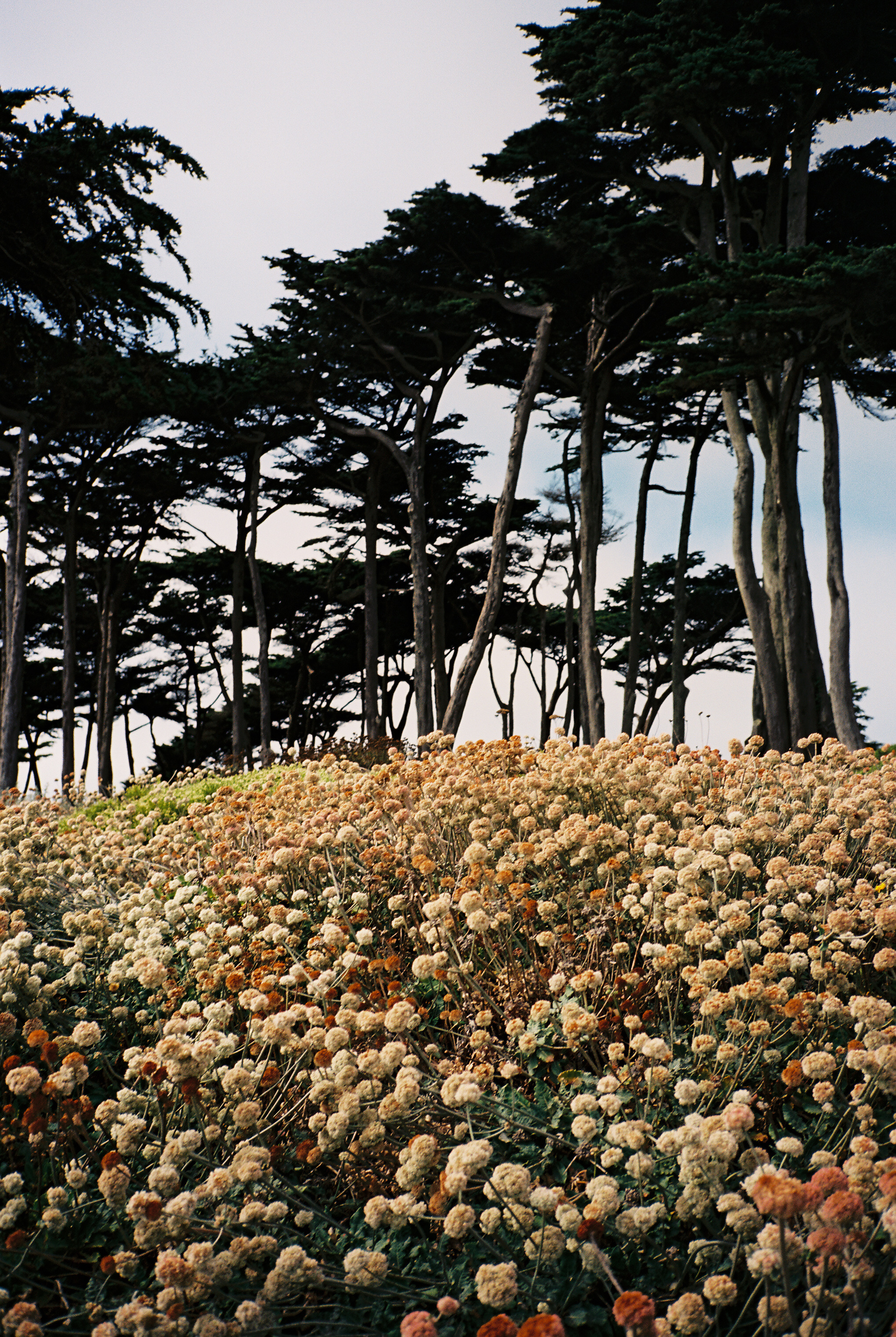 San Francisco, California - Danny