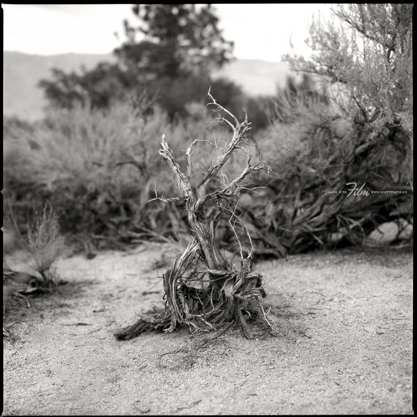 Photograph by Tim Scott @Scott Photo Co.