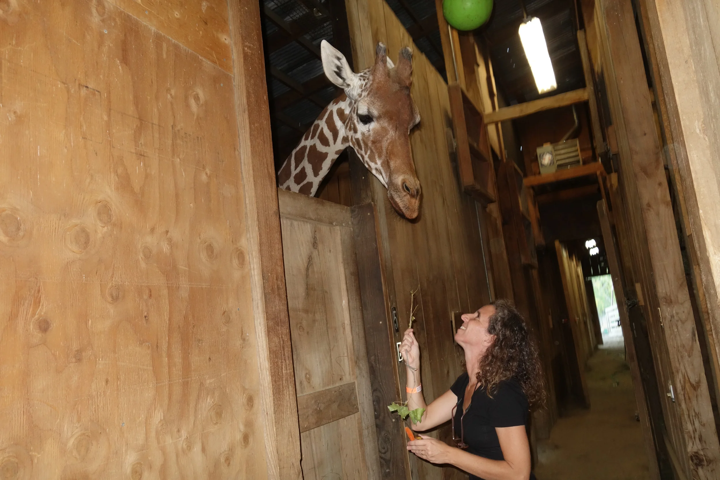 Safari West, The Sonoma Seringetti