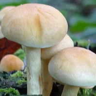 January Awesome List